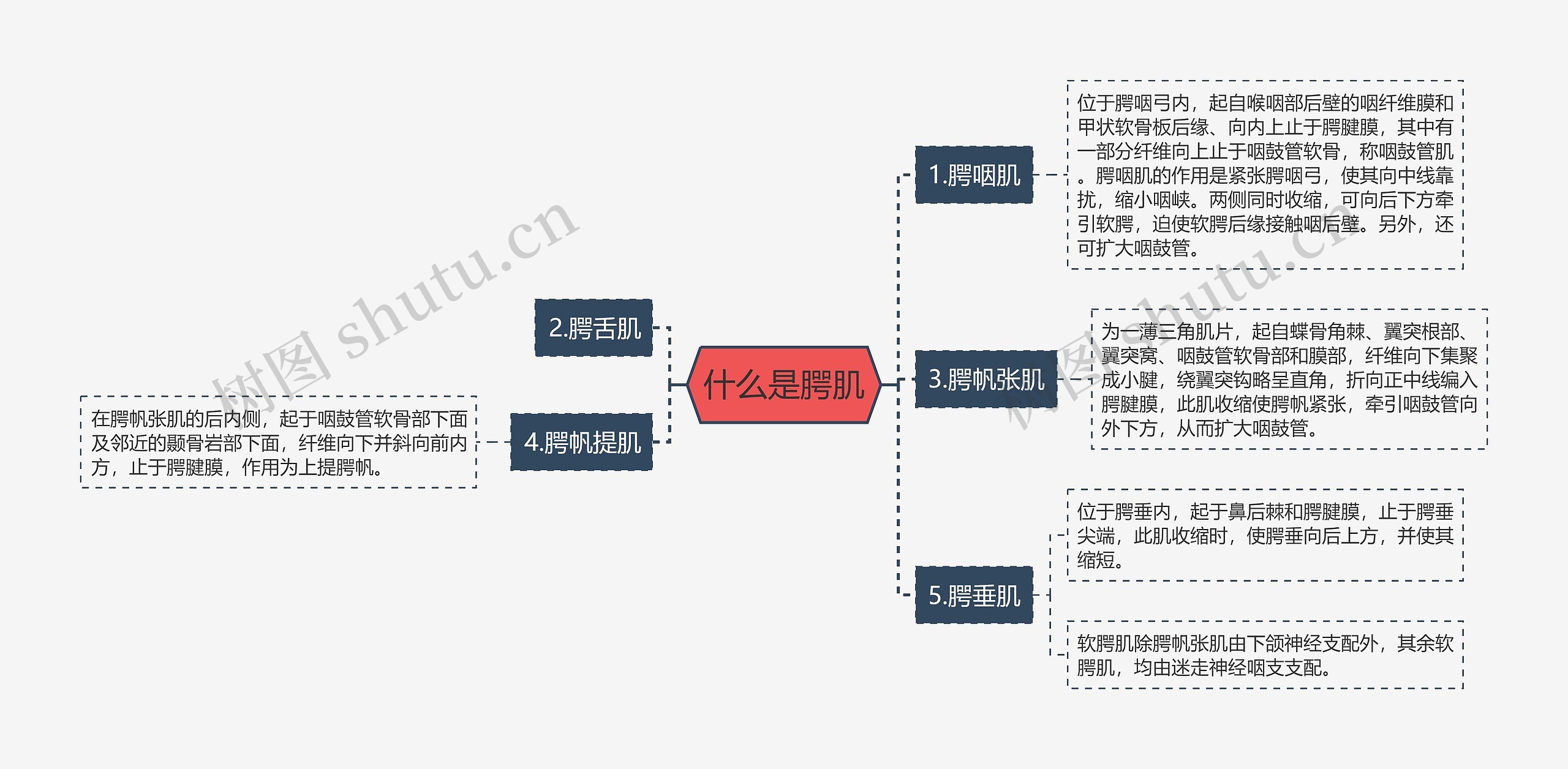 什么是腭肌 什么是腭肌