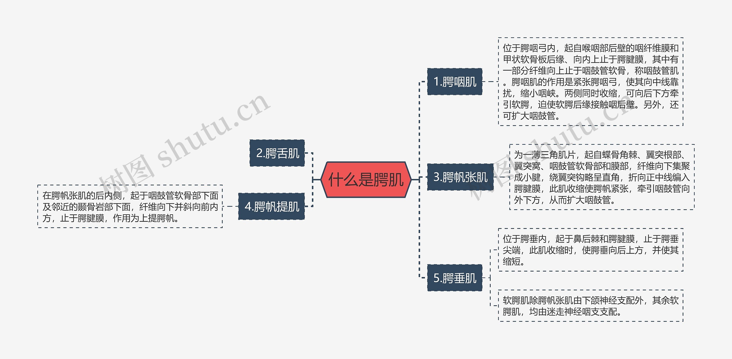 什么是腭肌