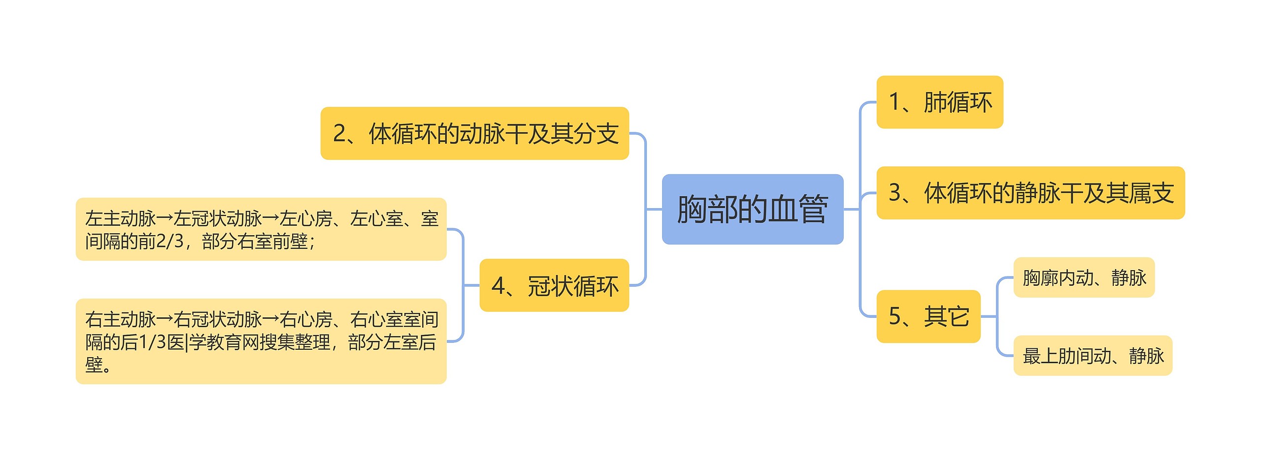 胸部的血管思维导图