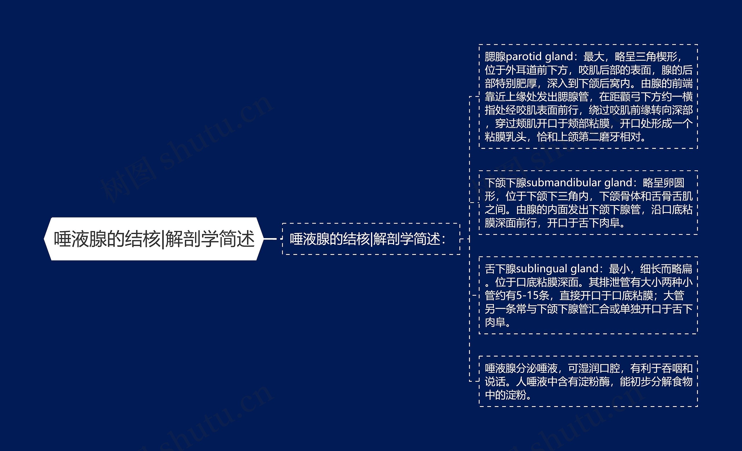 唾液腺的结核|解剖学简述 唾液腺的结核|解剖学简述