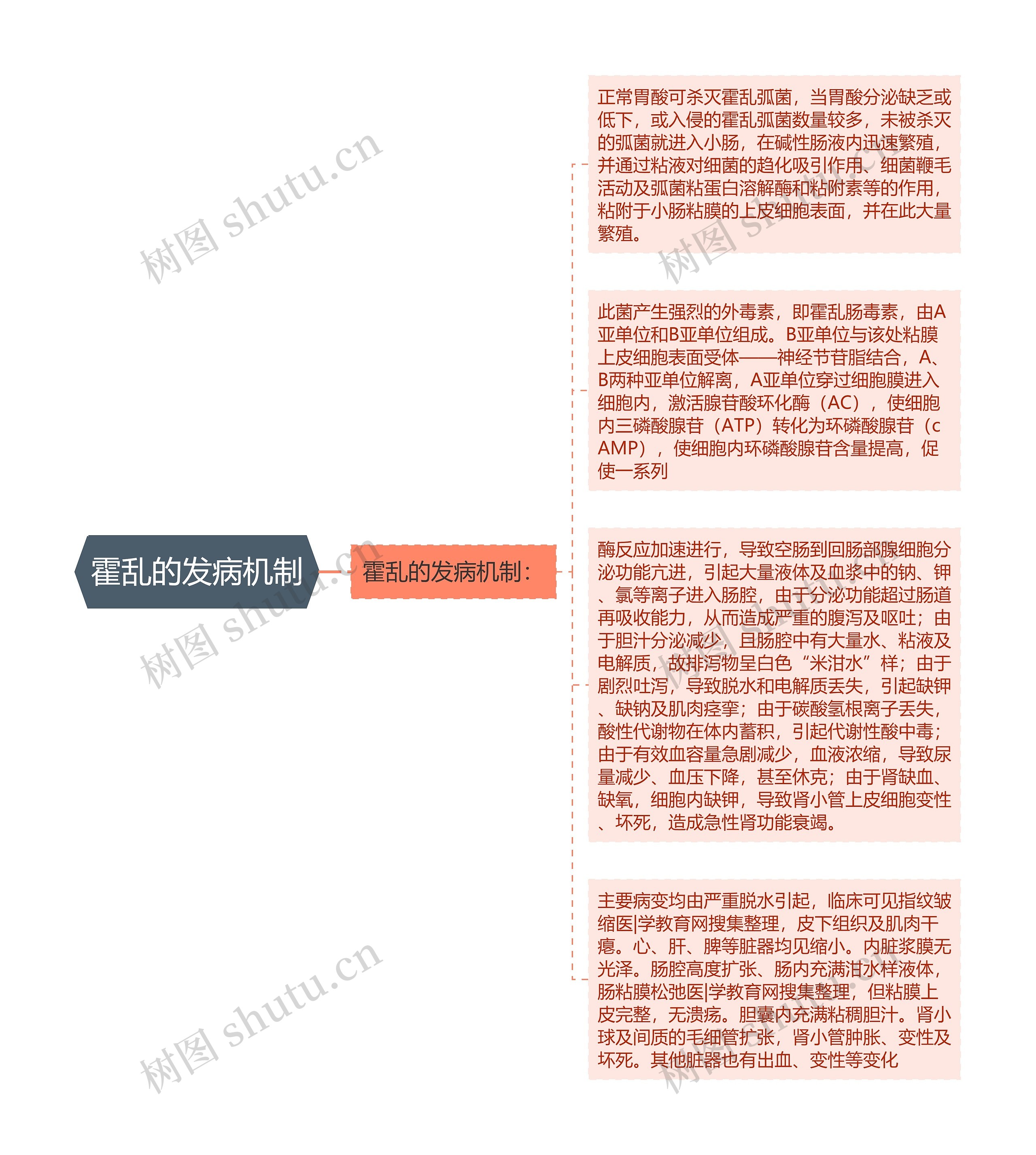 霍乱的发病机制思维导图