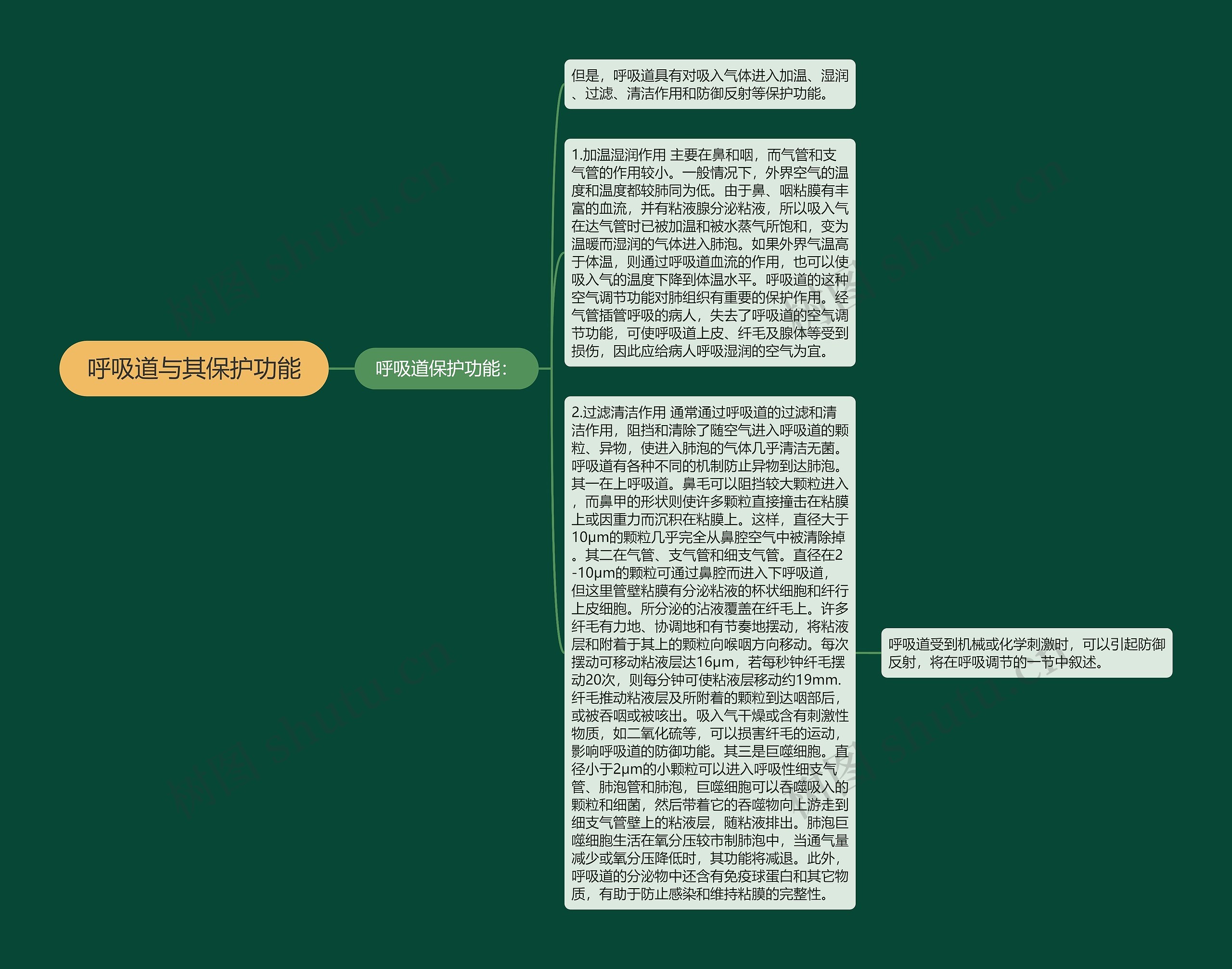 呼吸道与其保护功能 呼吸道与其保护功能