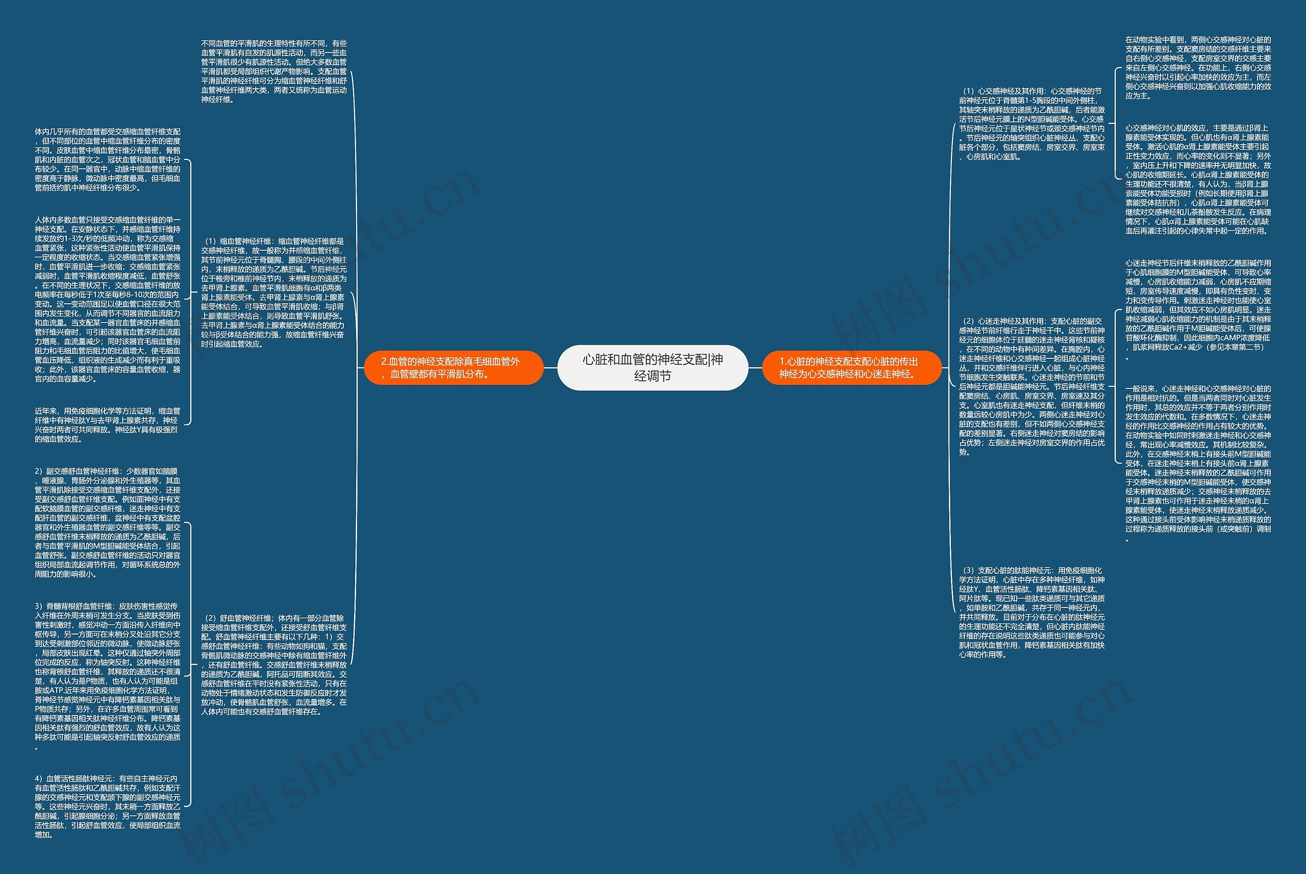 心脏和血管的神经支配|神经调节思维导图