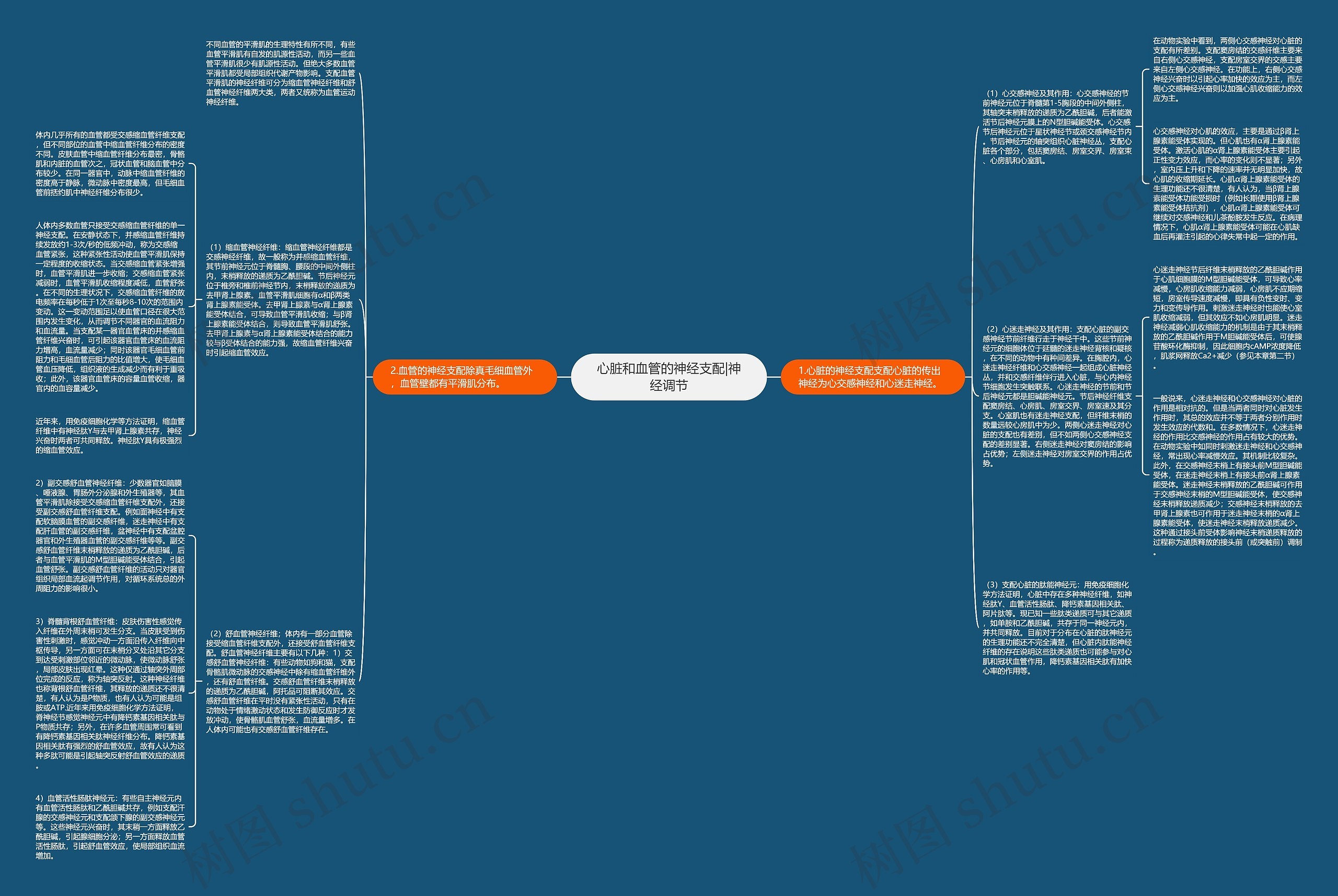 心脏和血管的神经支配|神经调节 心脏和血管的神经支配|神经调节