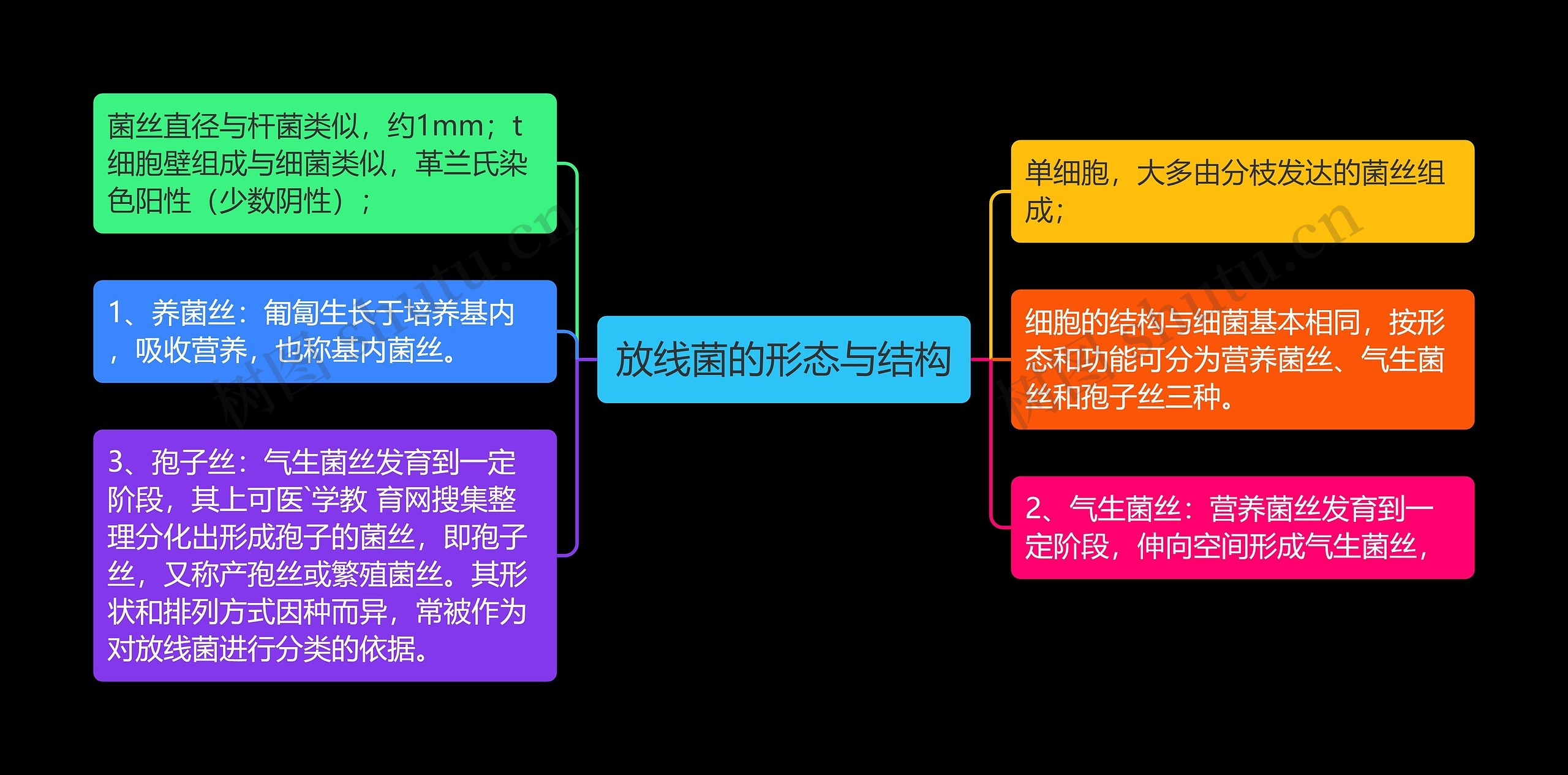 放线菌的形态与结构思维导图