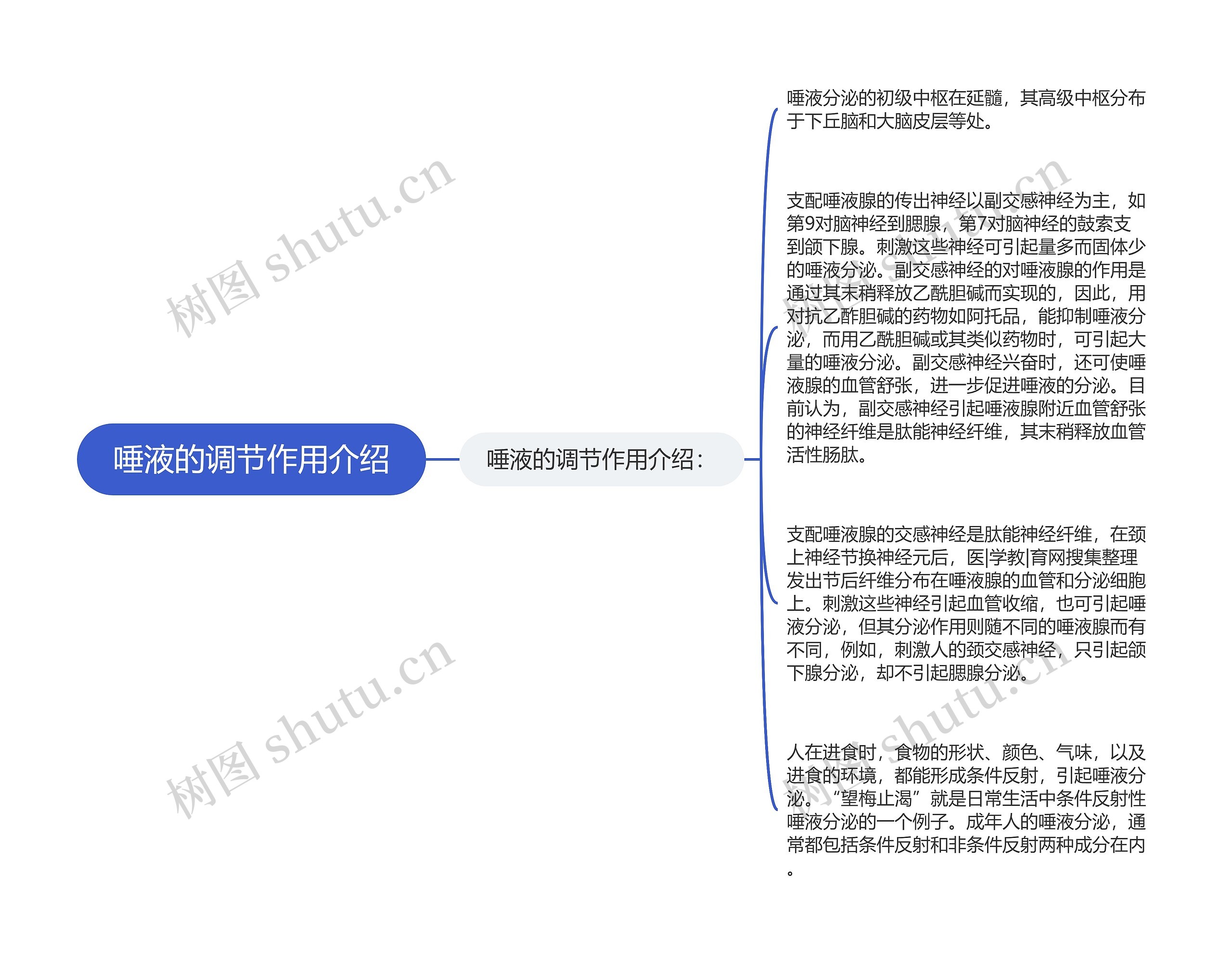 唾液的调节作用介绍