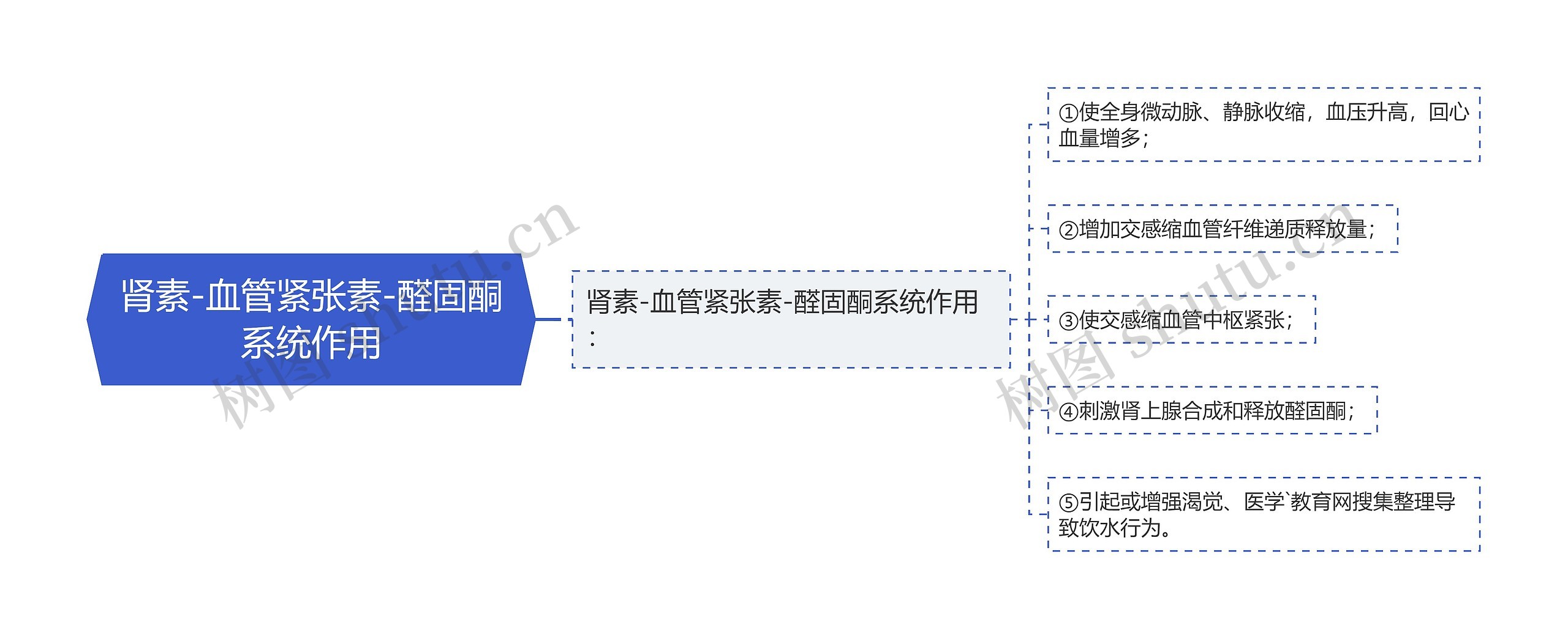 肾素-血管紧张素-醛固酮系统作用