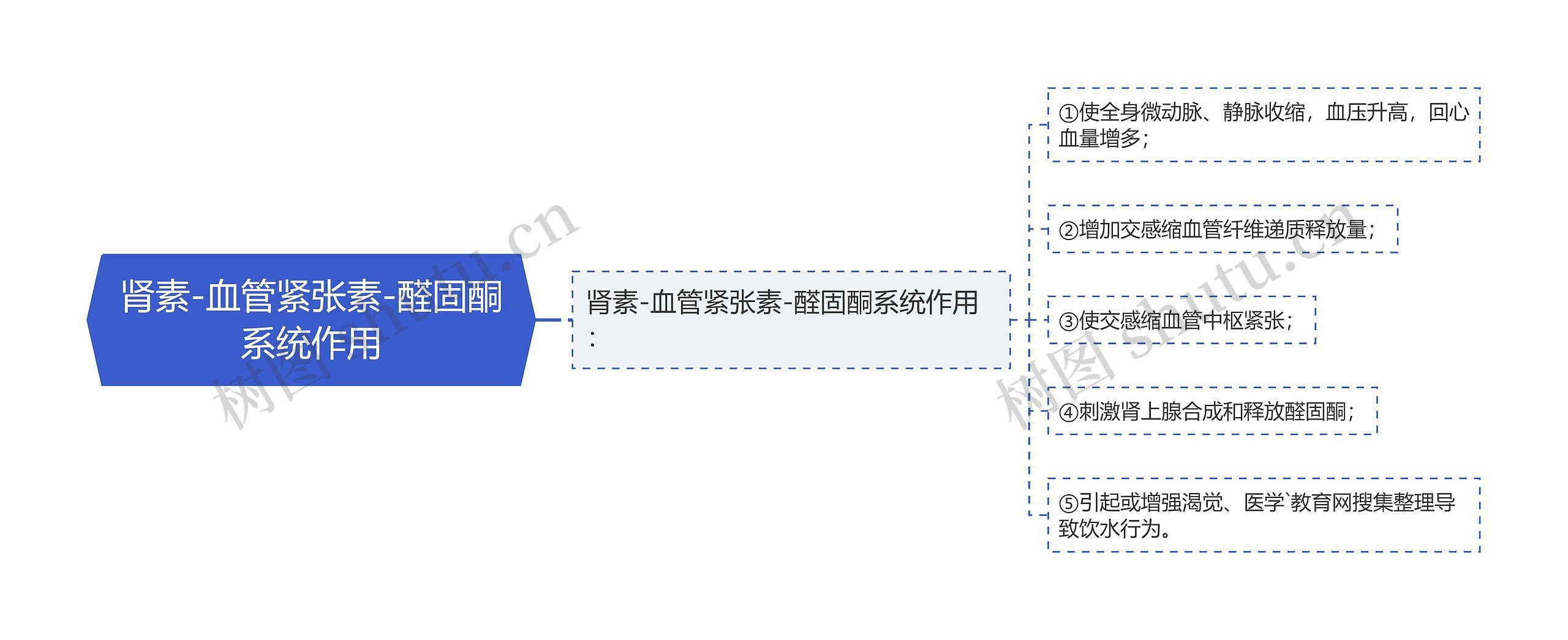 肾素-血管紧张素-醛固酮系统作用思维导图