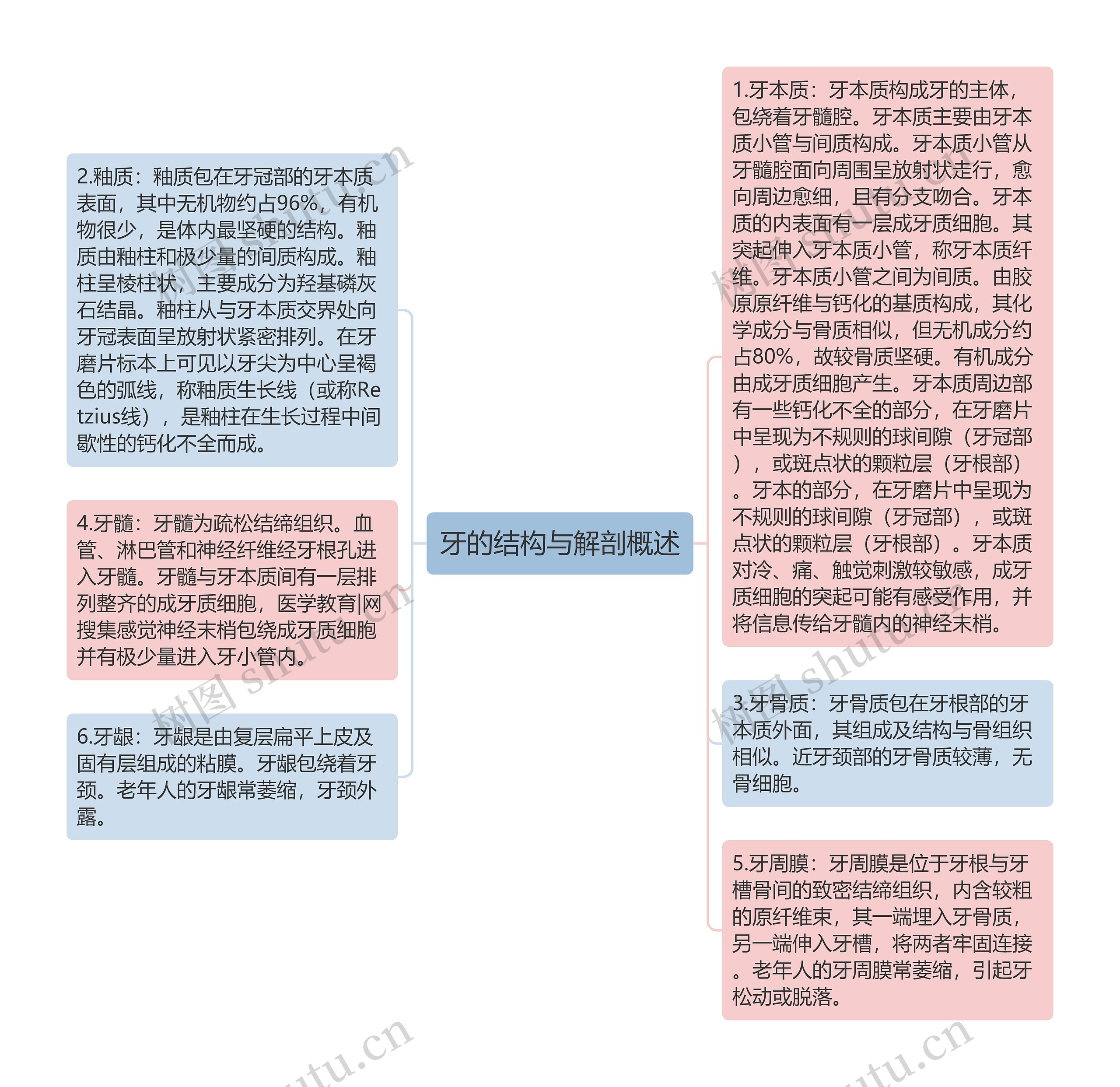 牙的结构与解剖概述