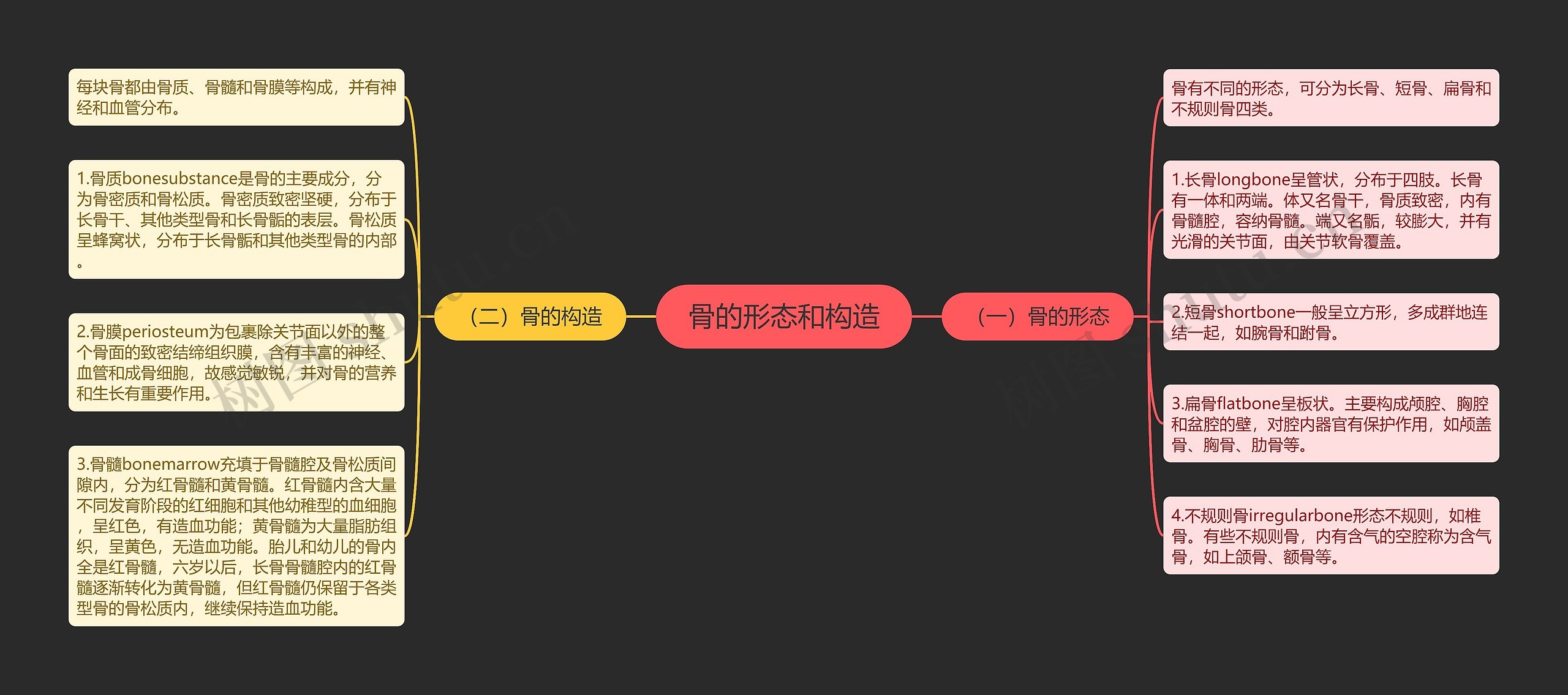 骨的形态和构造 骨的形态和构造