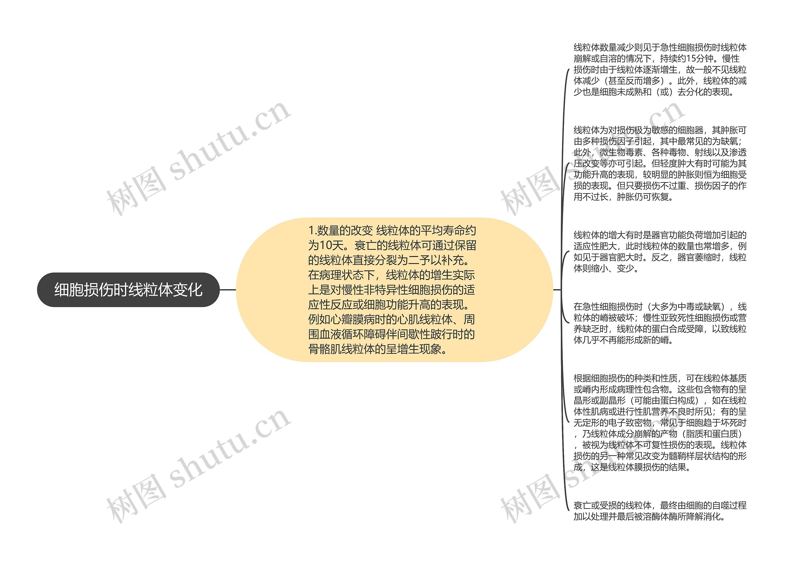 细胞损伤时线粒体变化思维导图