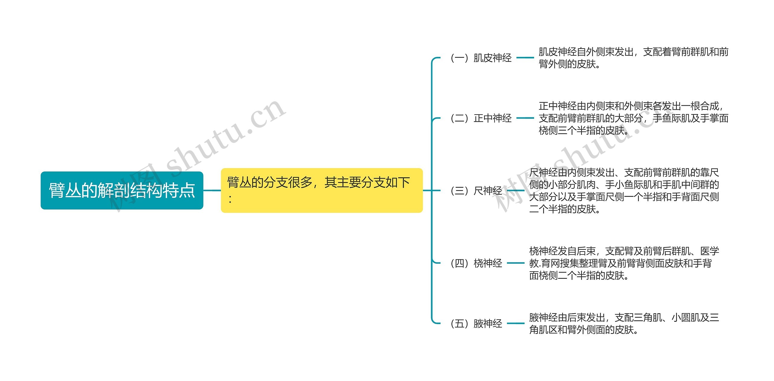 臂丛的解剖结构特点思维导图