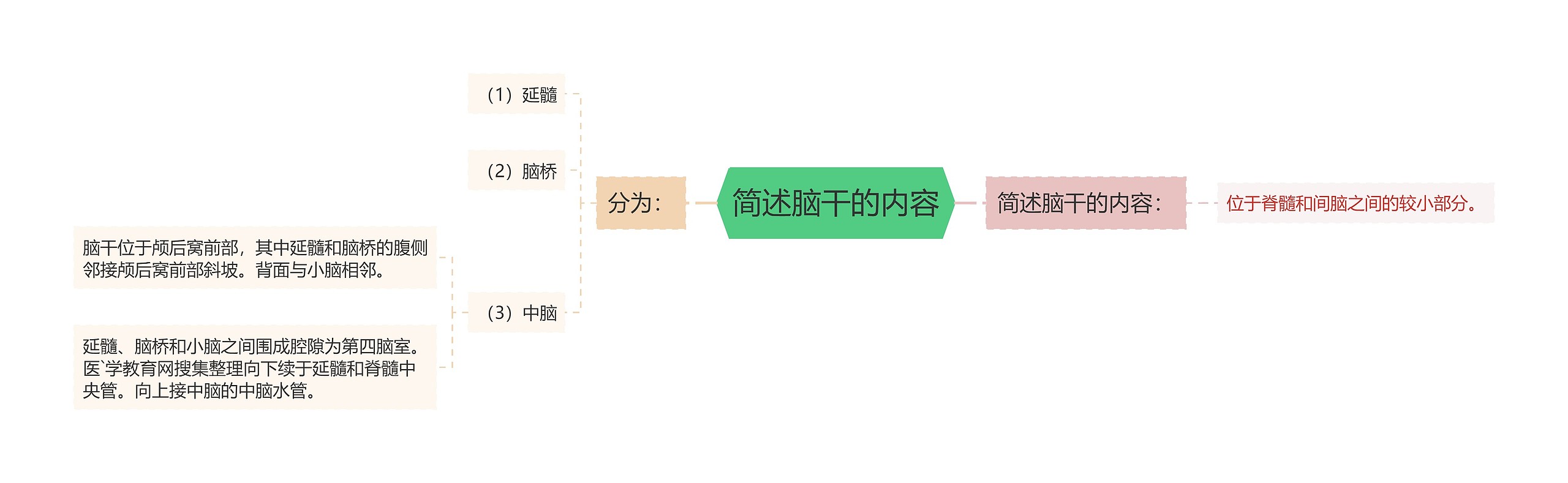 简述脑干的内容