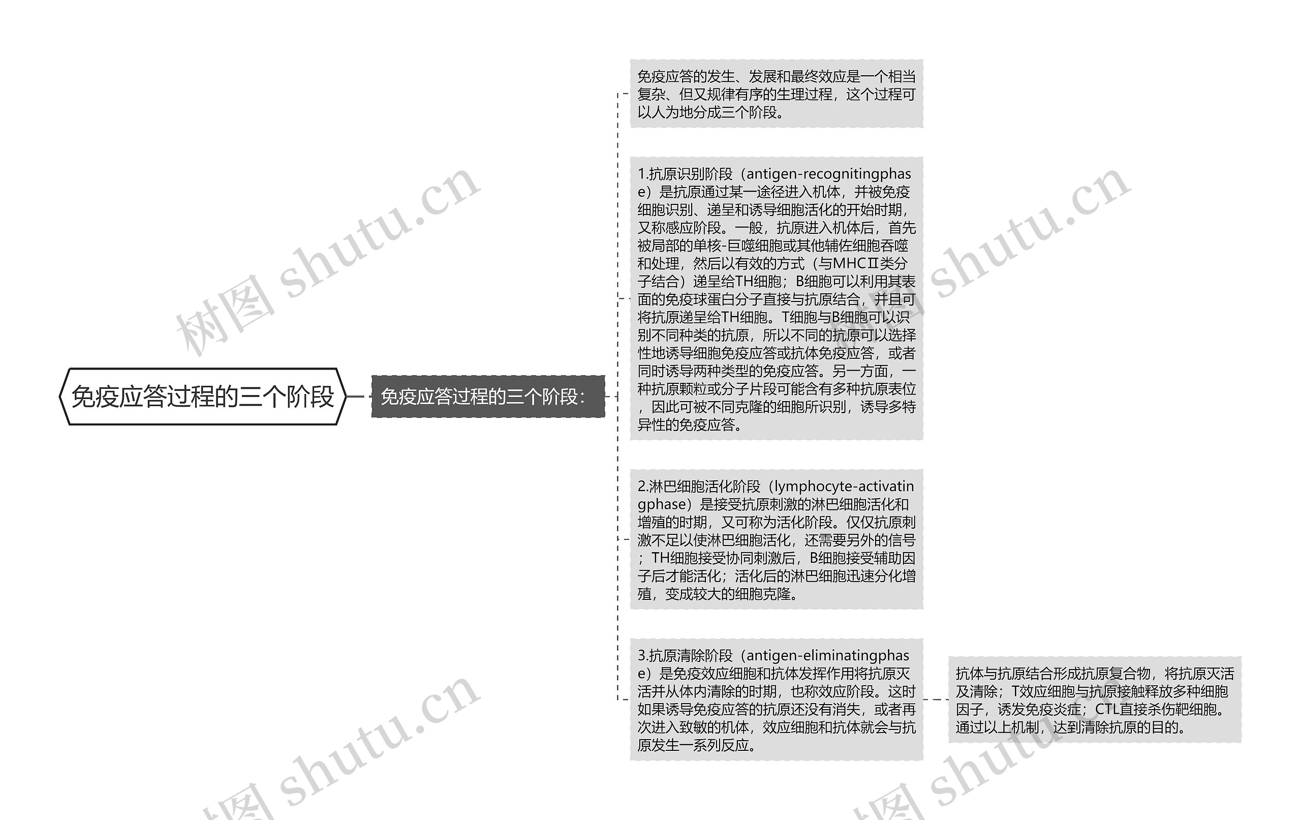 免疫应答过程的三个阶段