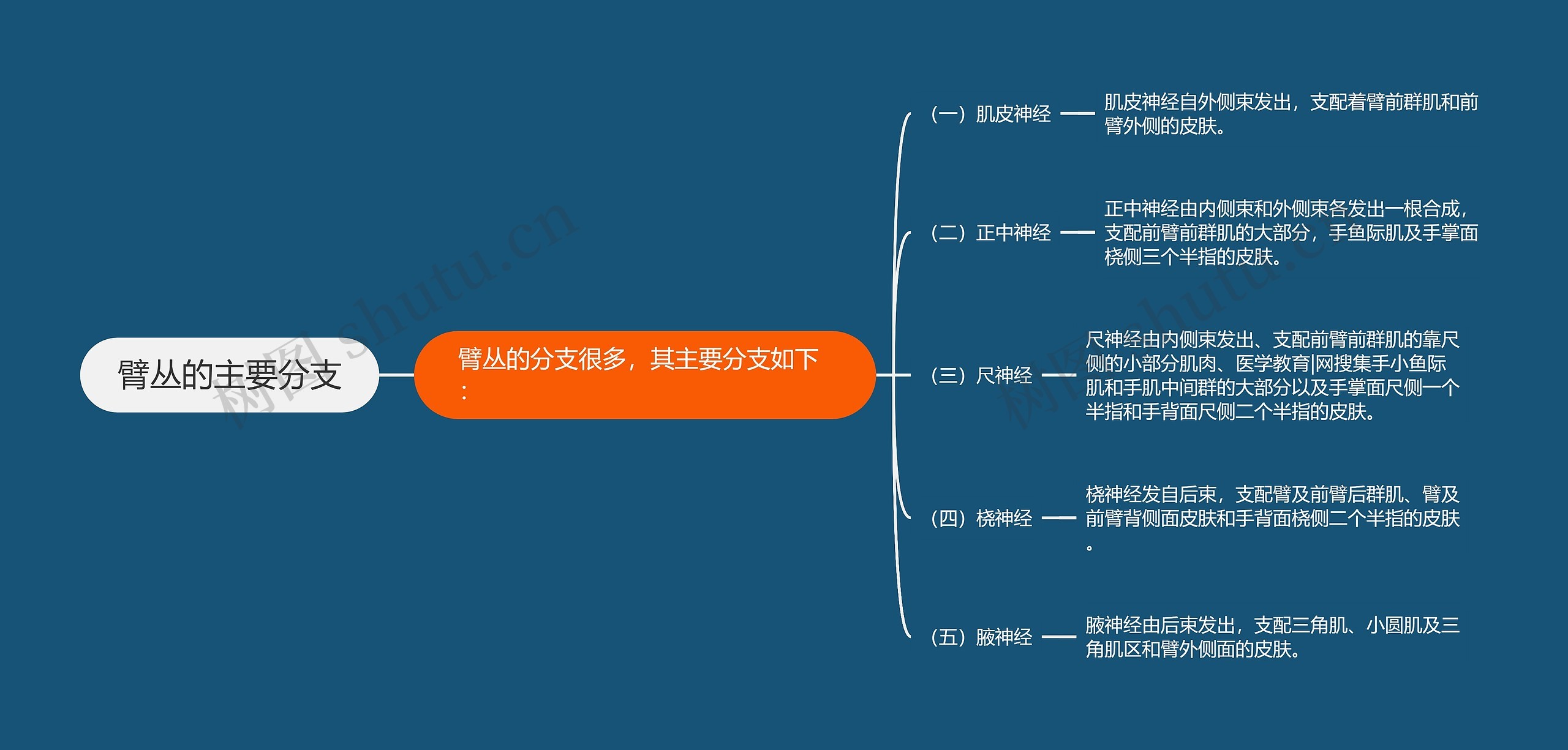 臂丛的主要分支