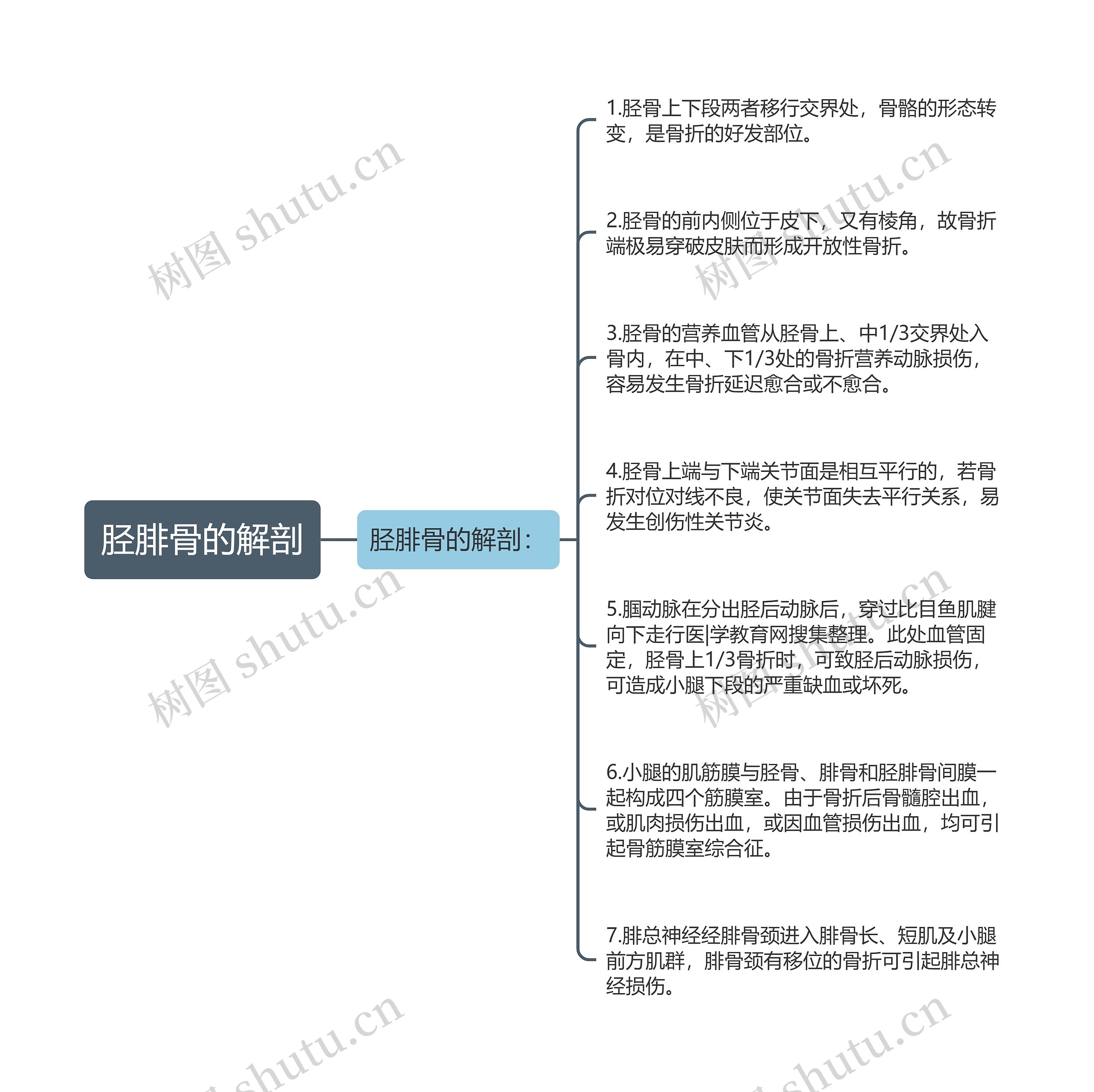胫腓骨的解剖 胫腓骨的解剖