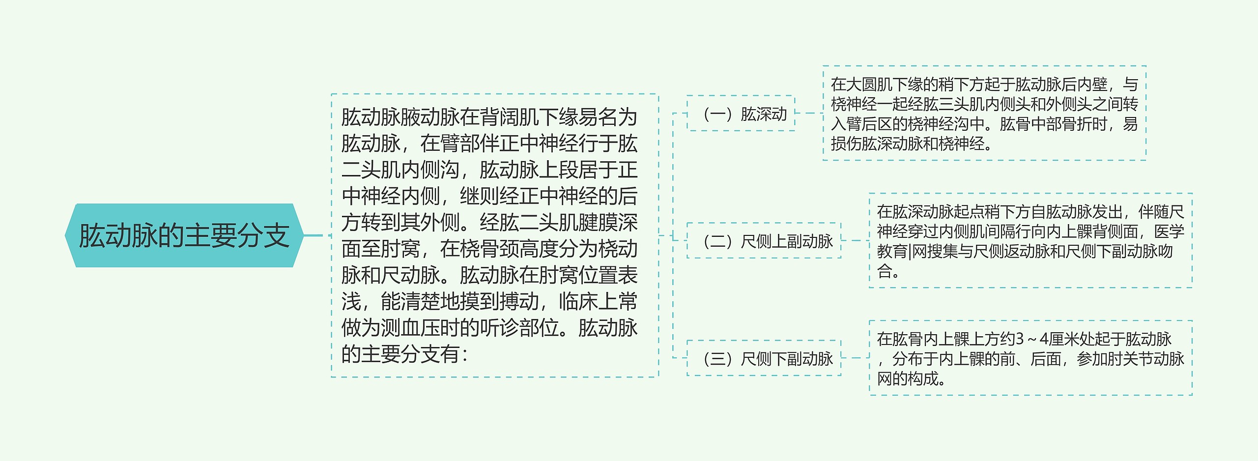 肱动脉的主要分支