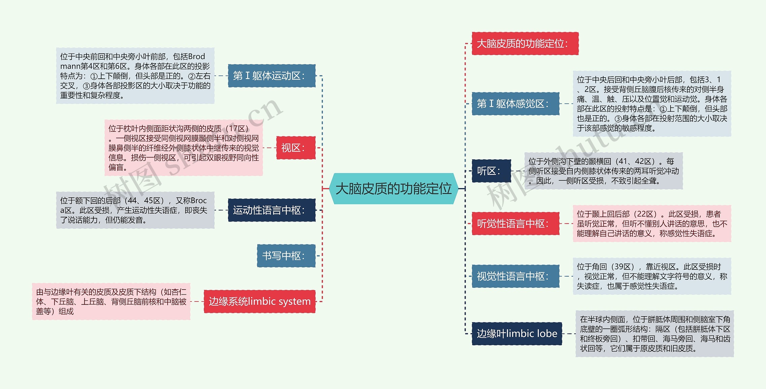 大脑皮质的功能定位