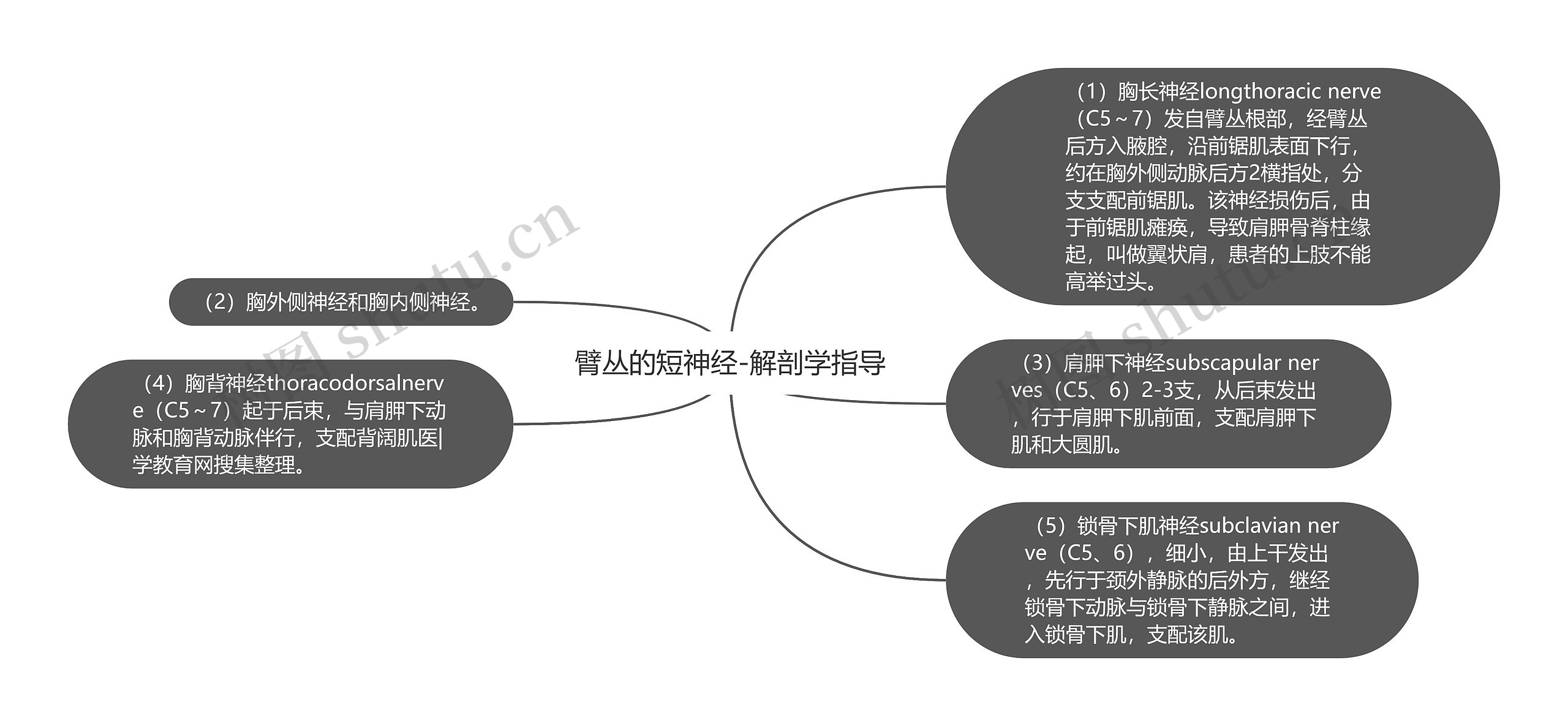 臂丛的短神经-解剖学指导思维导图