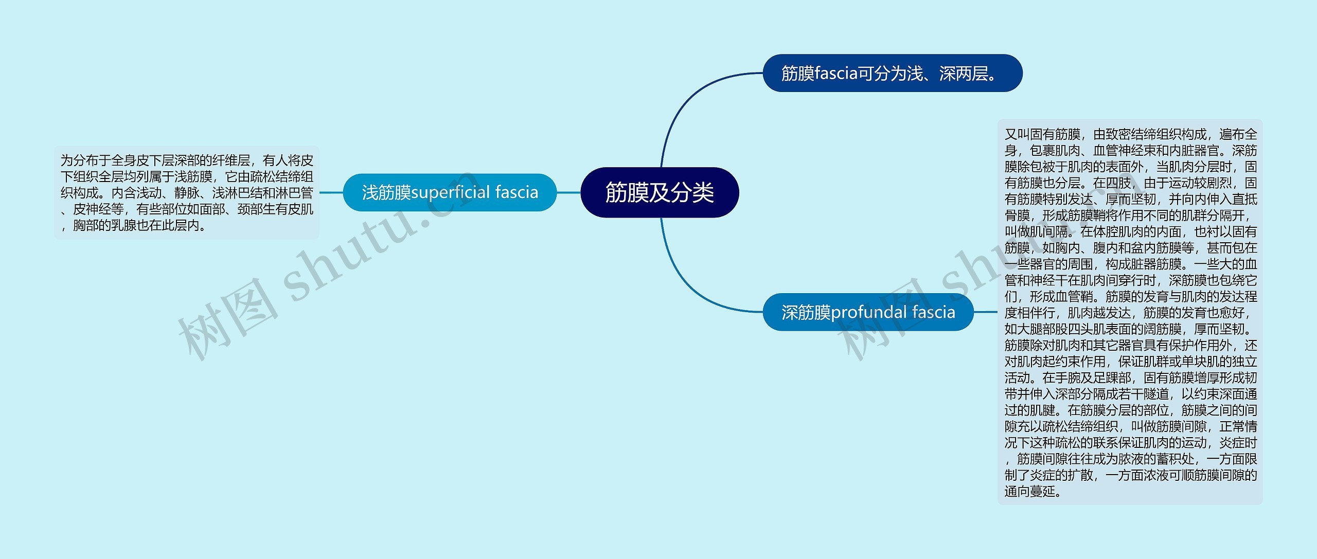 筋膜及分类