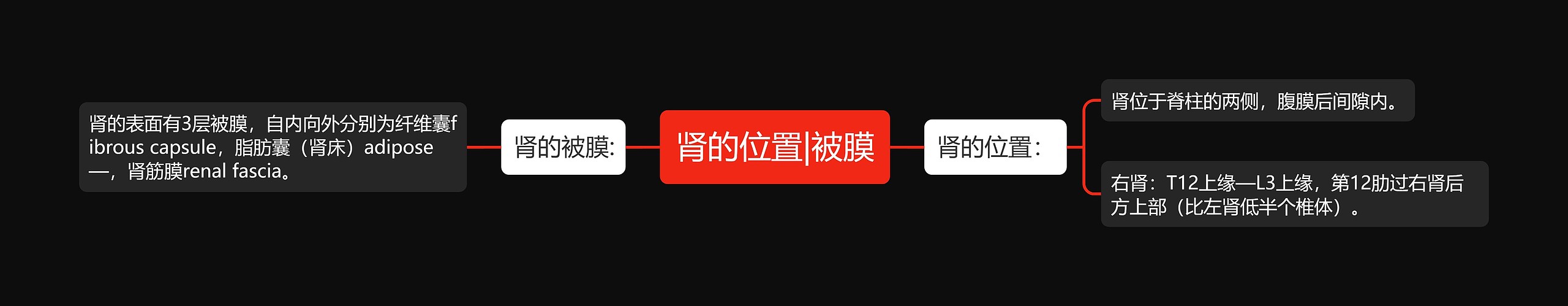 肾的位置|被膜思维导图