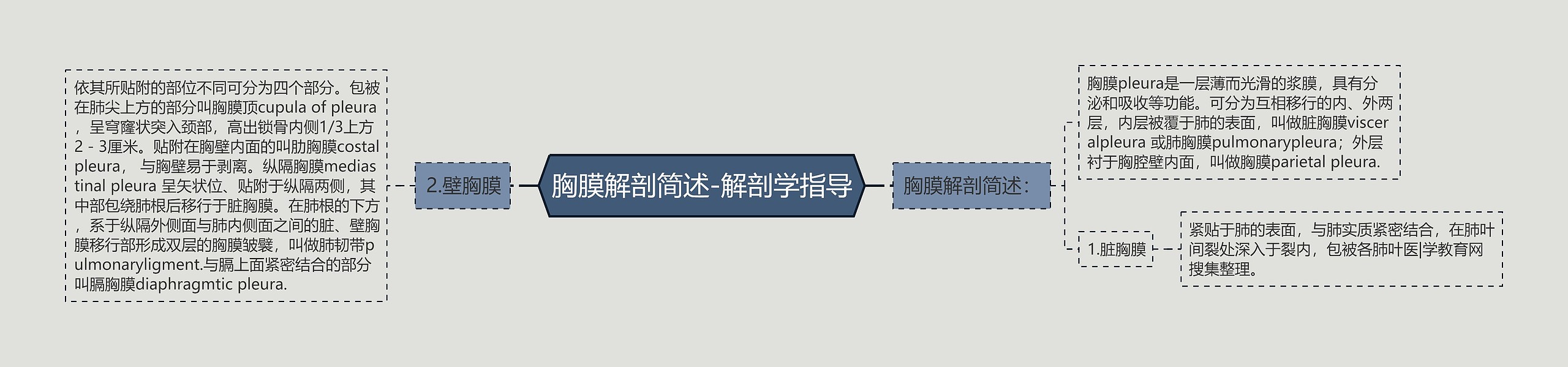 胸膜解剖简述-解剖学指导思维导图