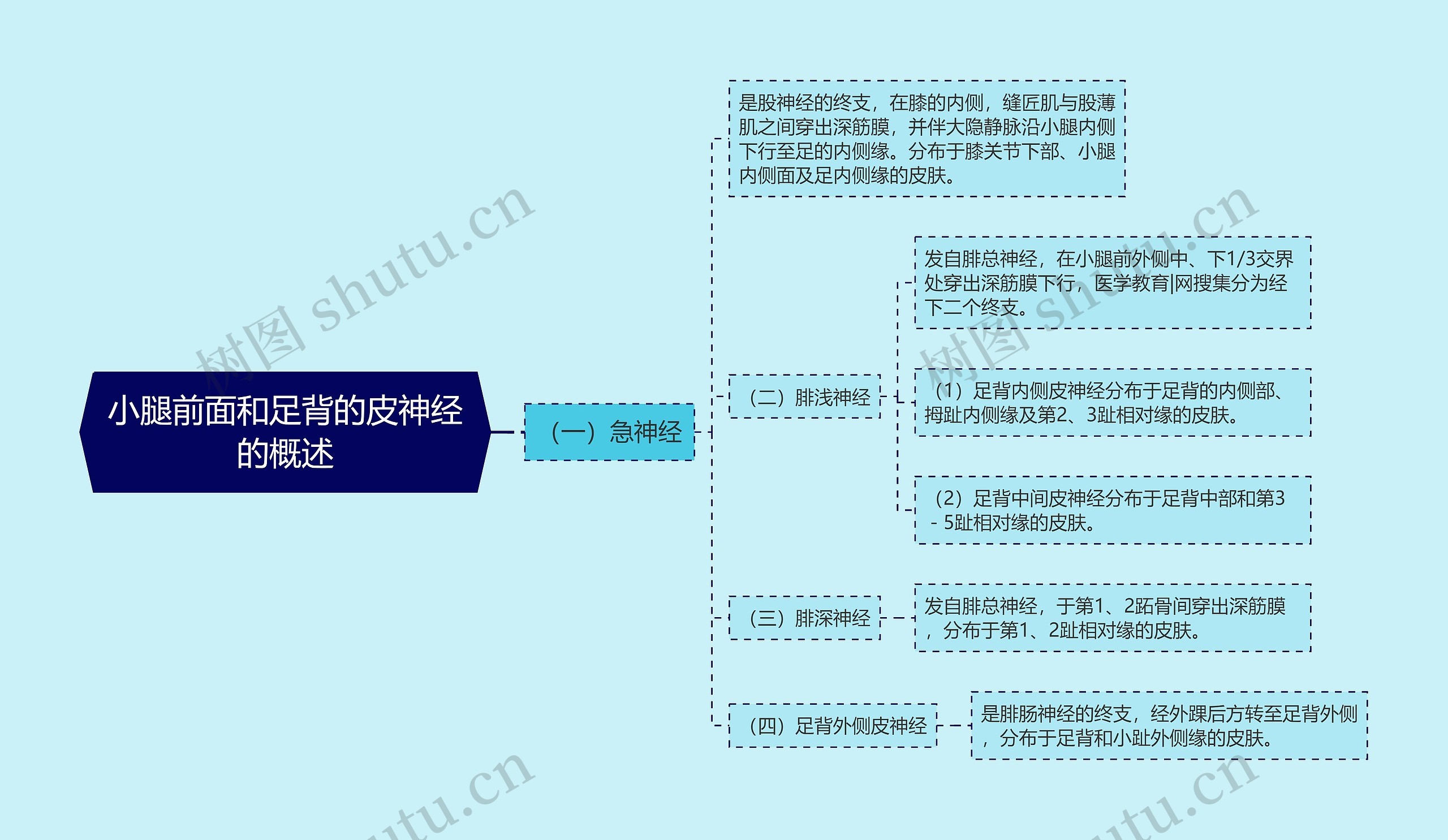 小腿前面和足背的皮神经的概述思维导图