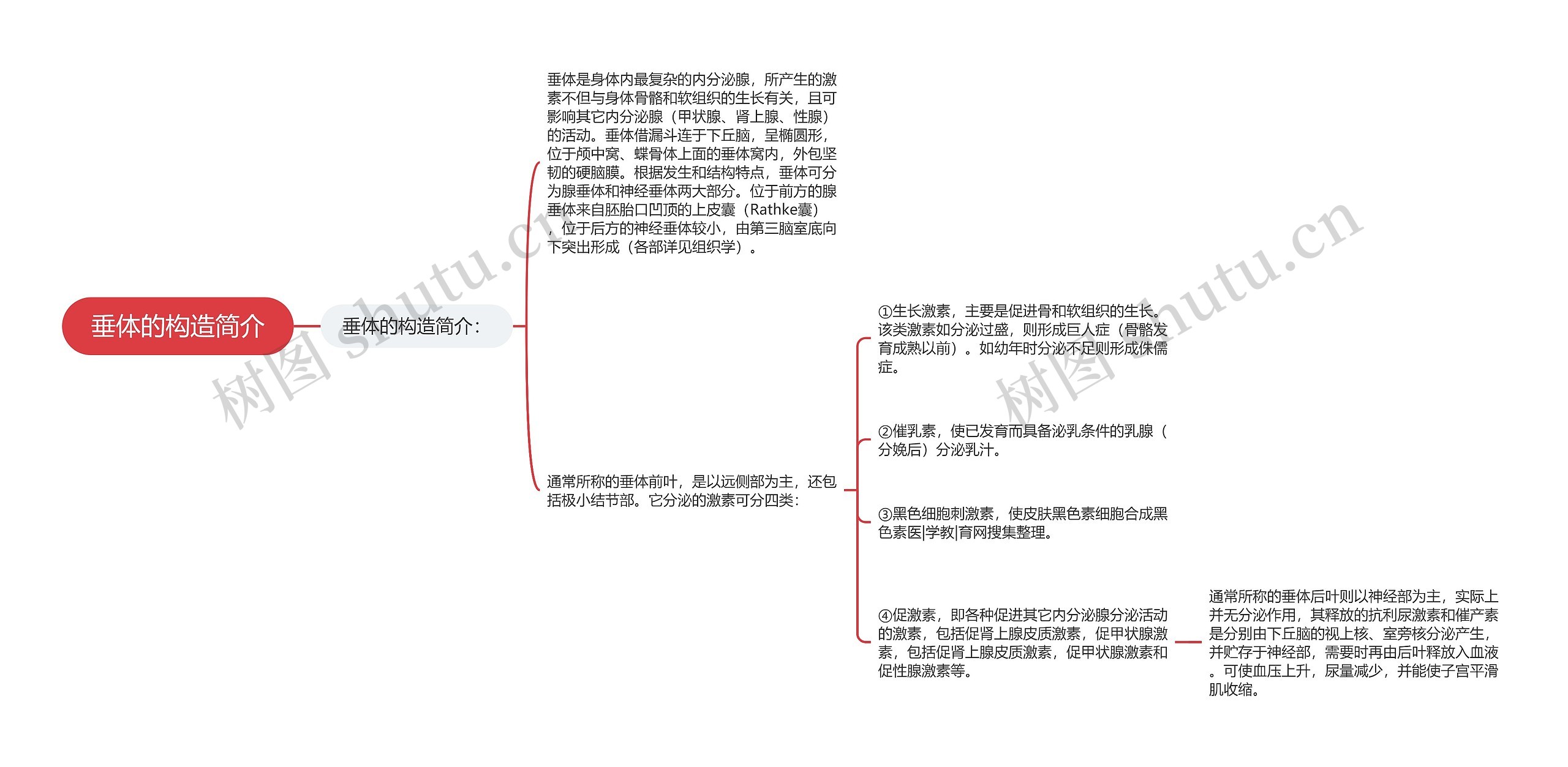 垂体的构造简介思维导图