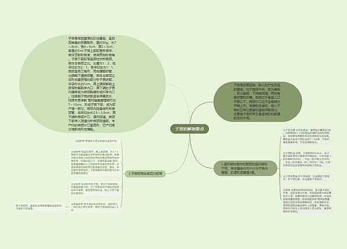 子宫的解剖要点