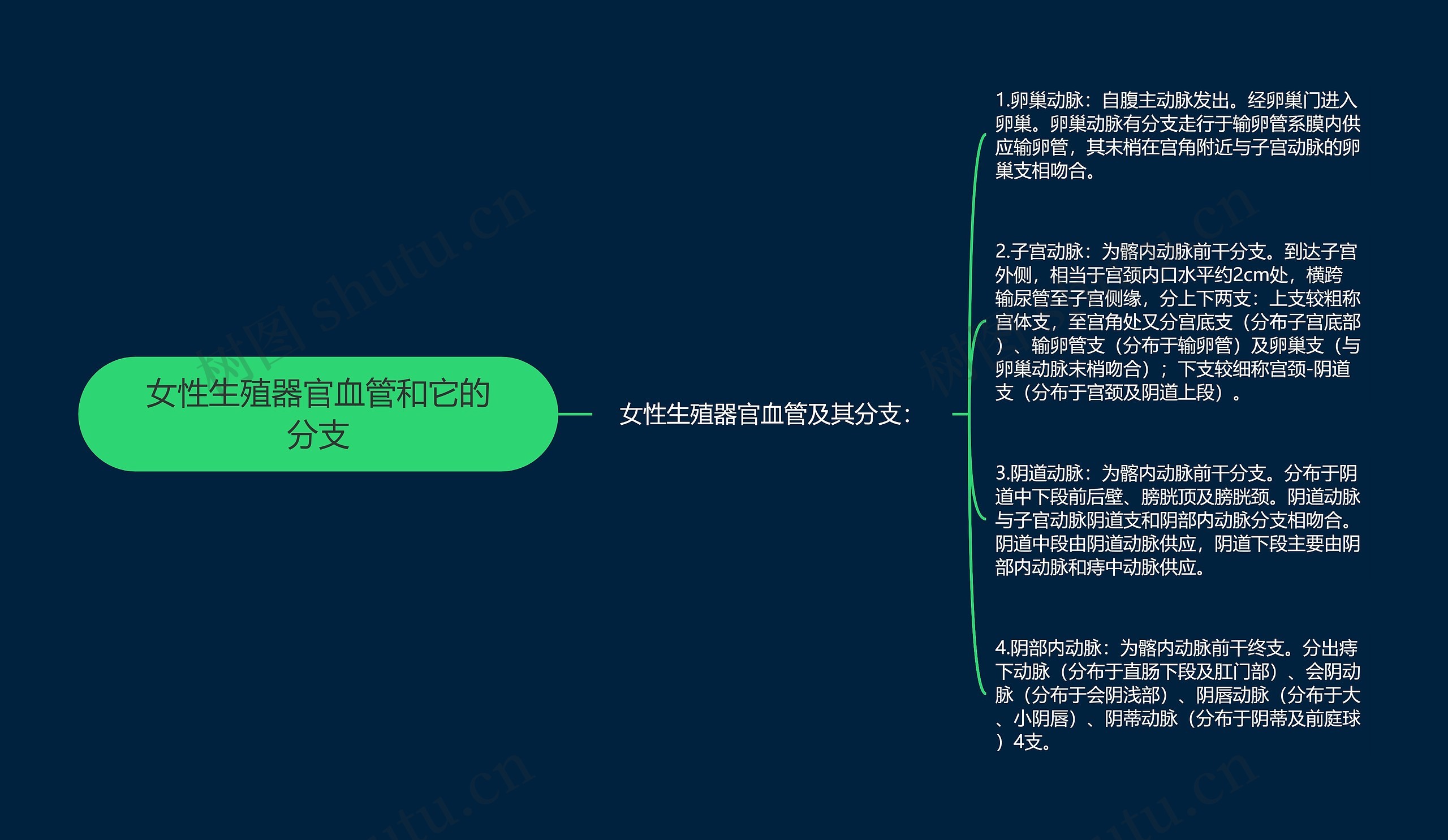 女性生殖器官血管和它的分支