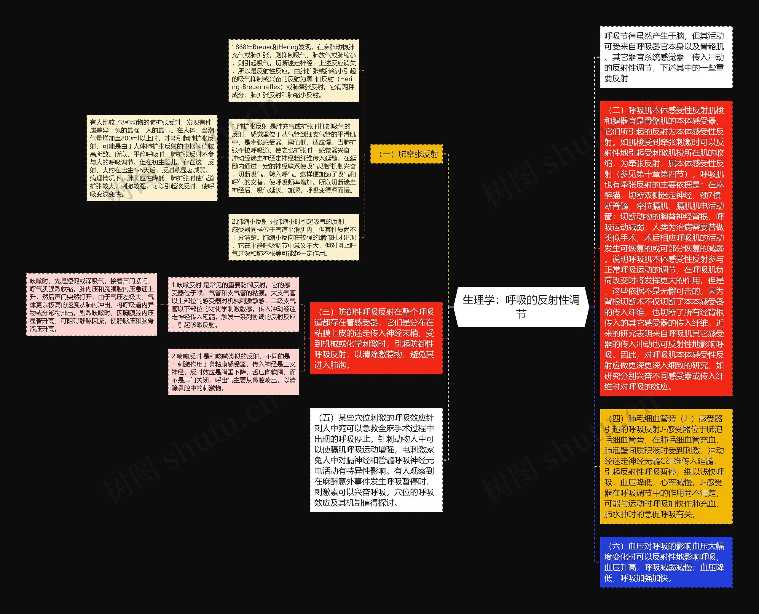 生理学：呼吸的反射性调节思维导图