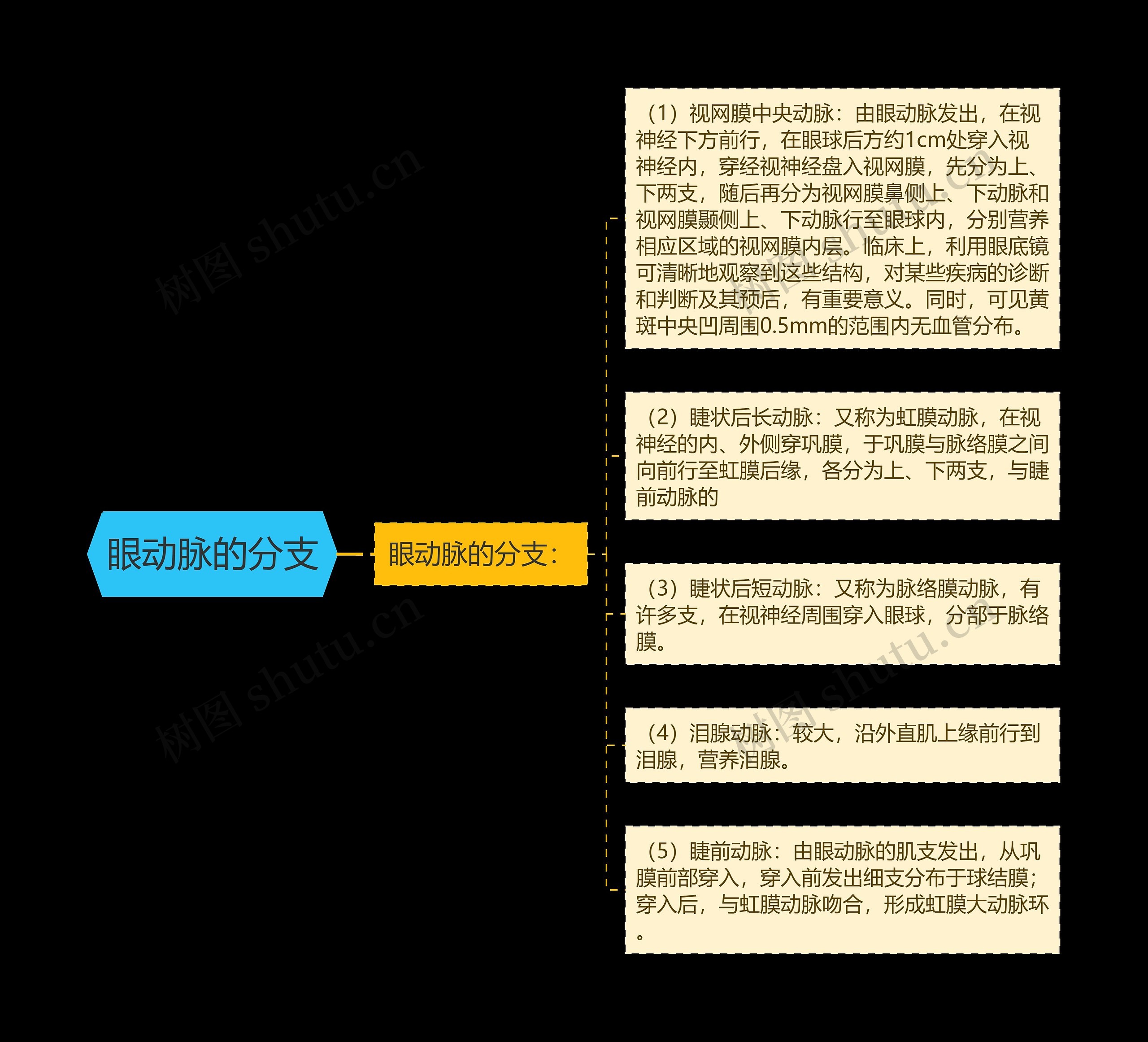 眼动脉的分支 眼动脉的分支
