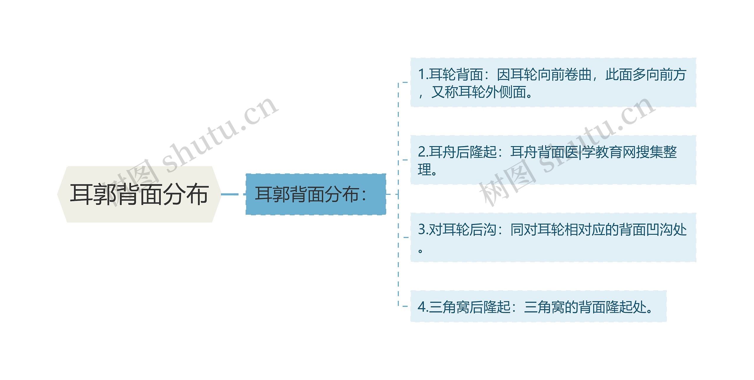 耳郭背面分布思维导图