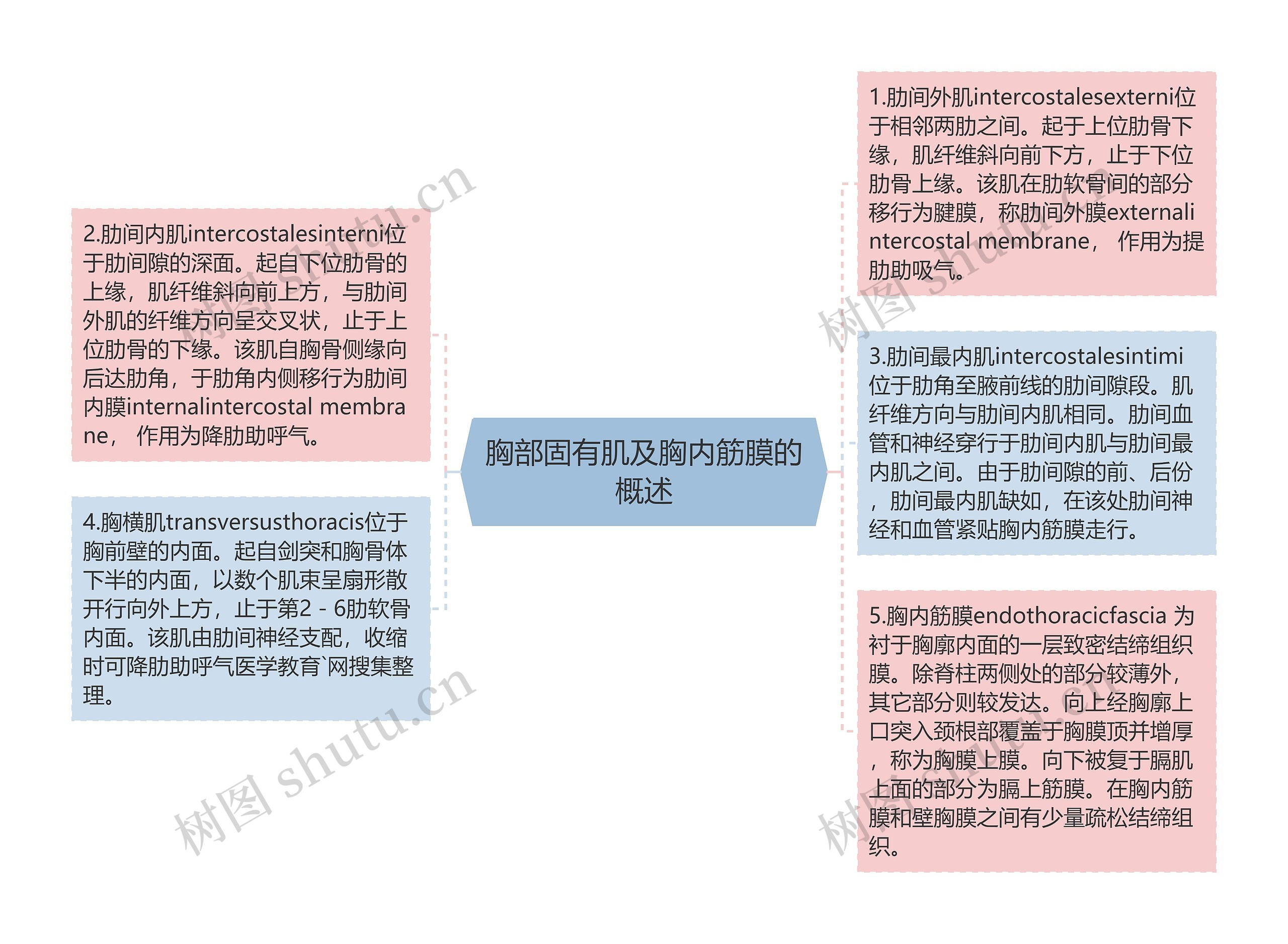 胸部固有肌及胸内筋膜的概述思维导图