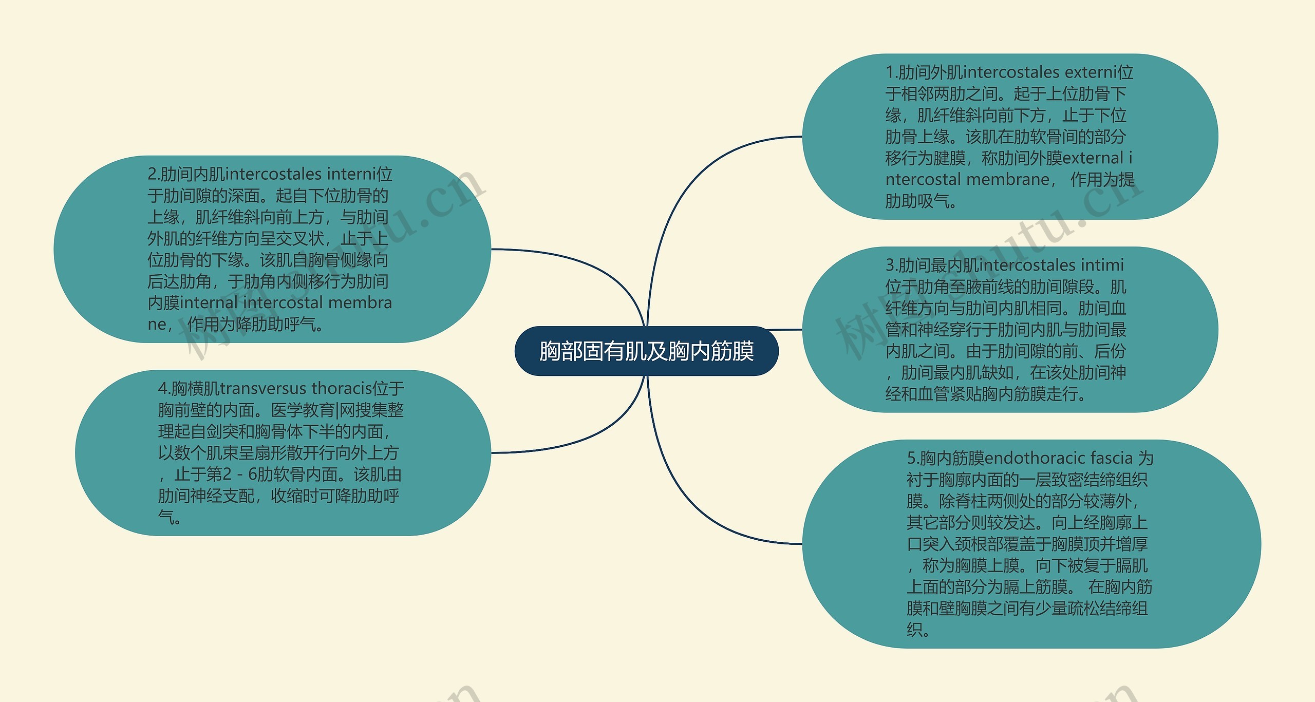 胸部固有肌及胸内筋膜