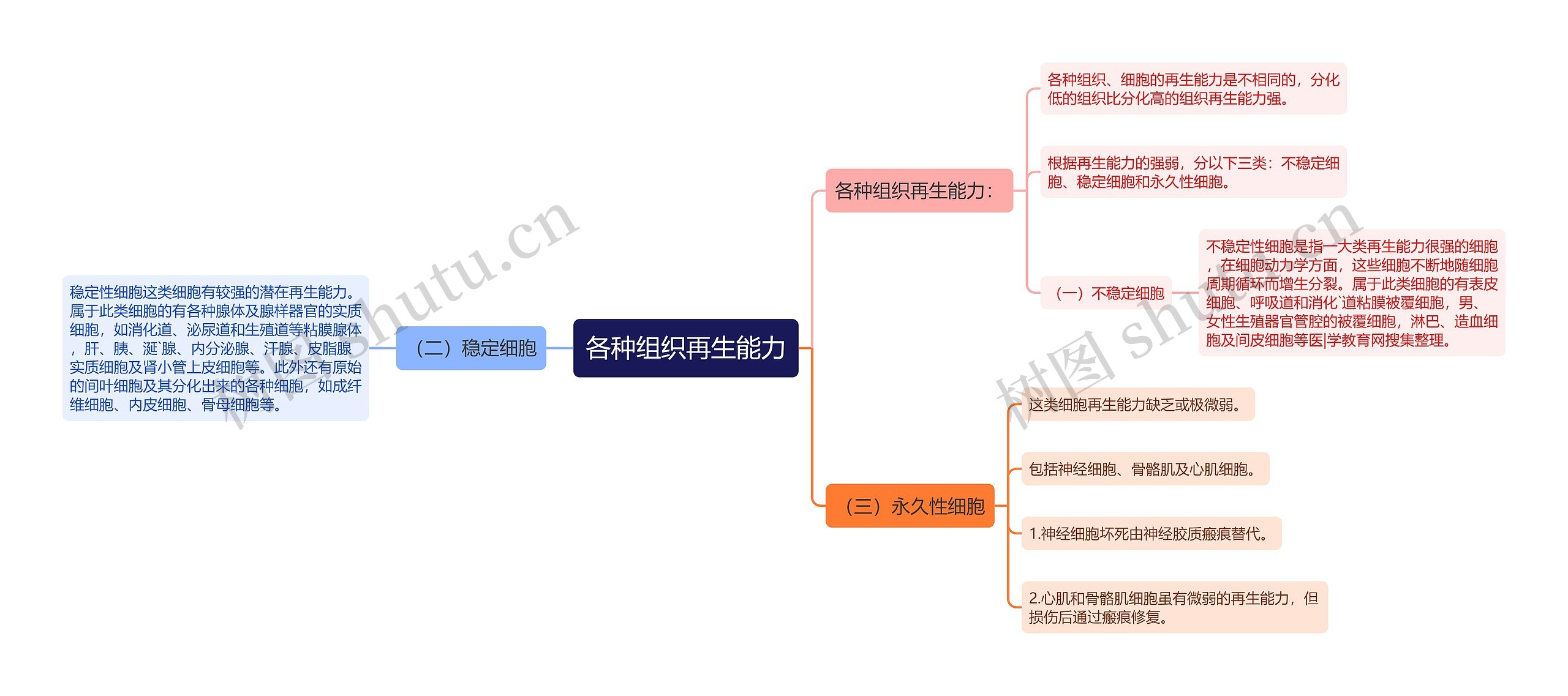 各种组织再生能力思维导图