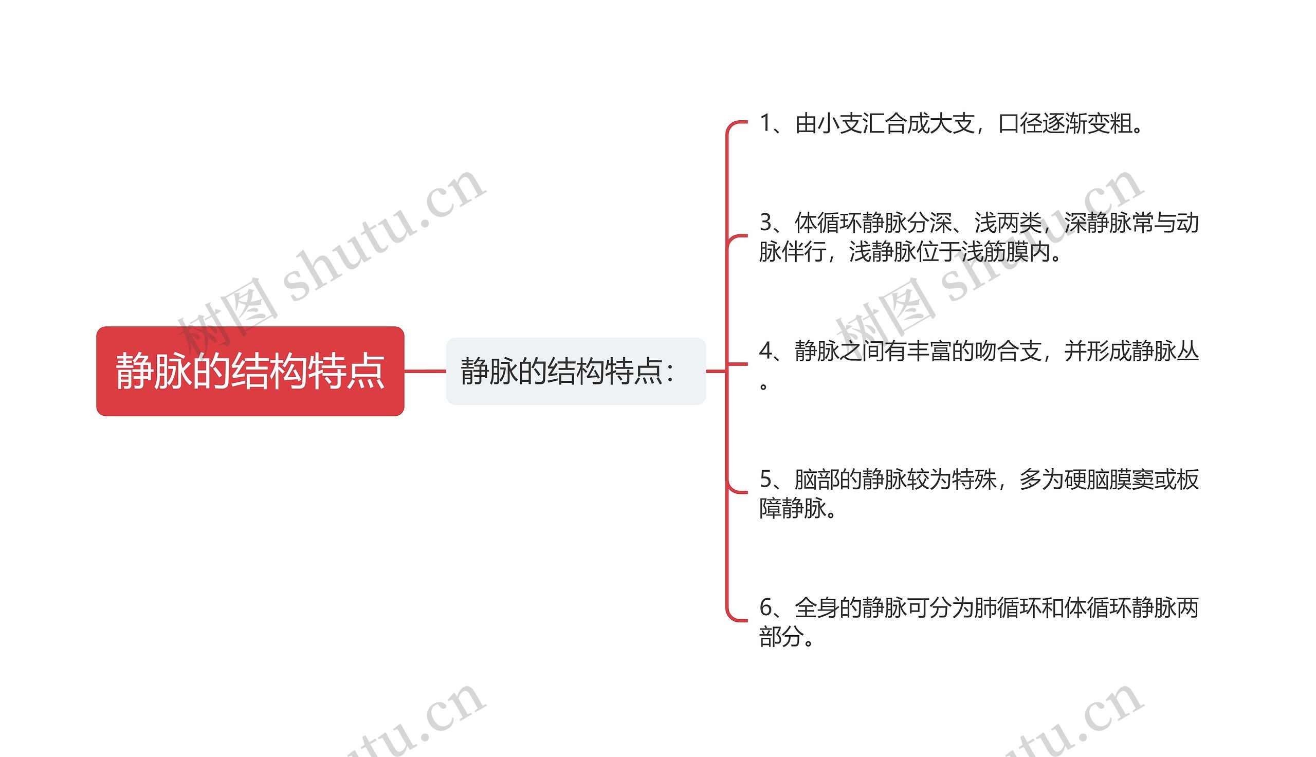 静脉的结构特点