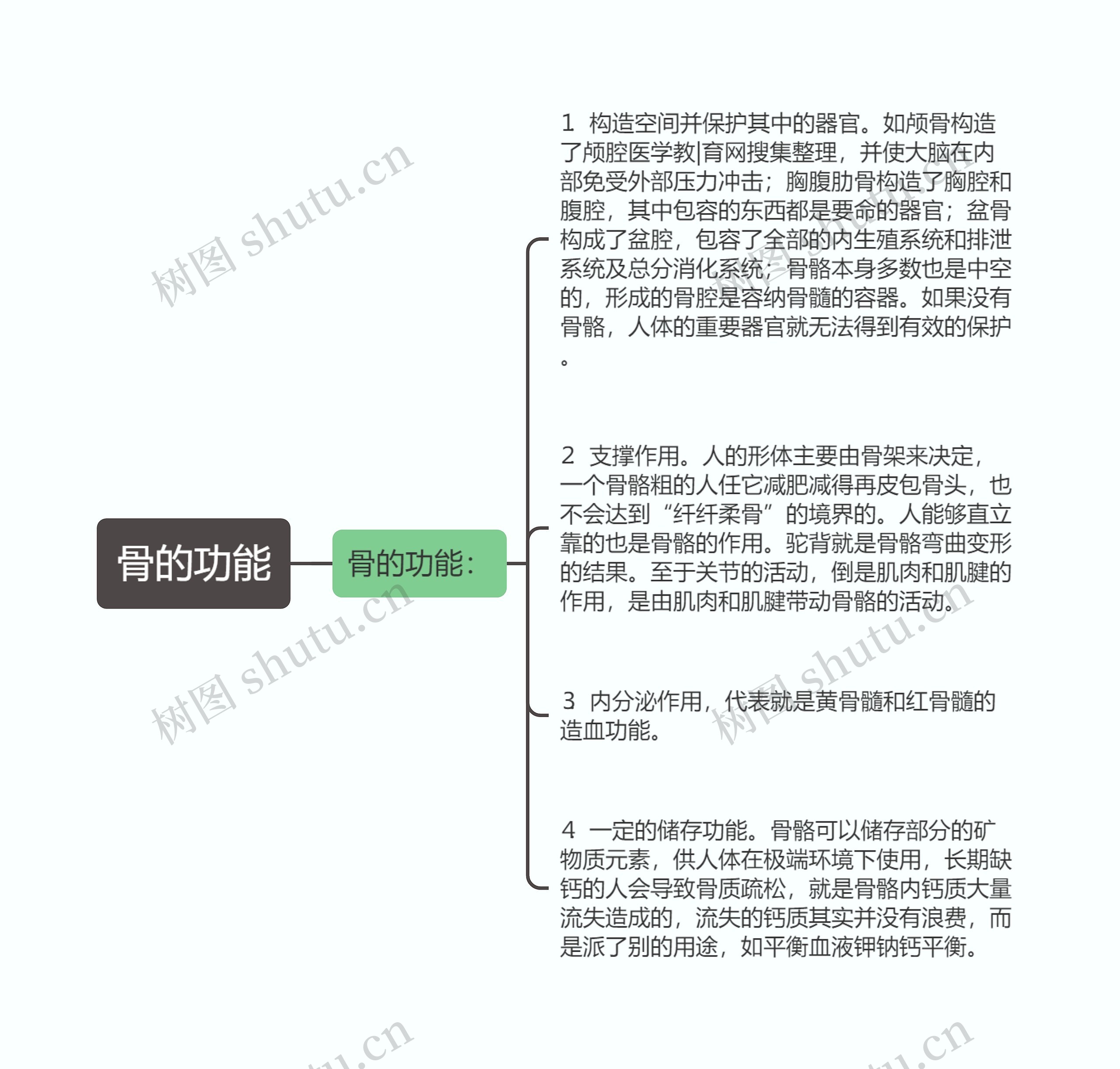 骨的功能思维导图