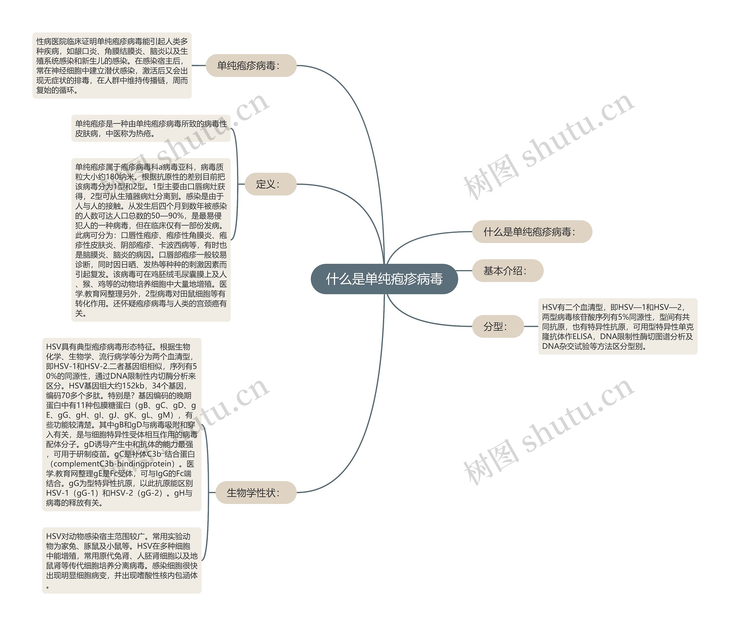 什么是单纯疱疹病毒思维导图