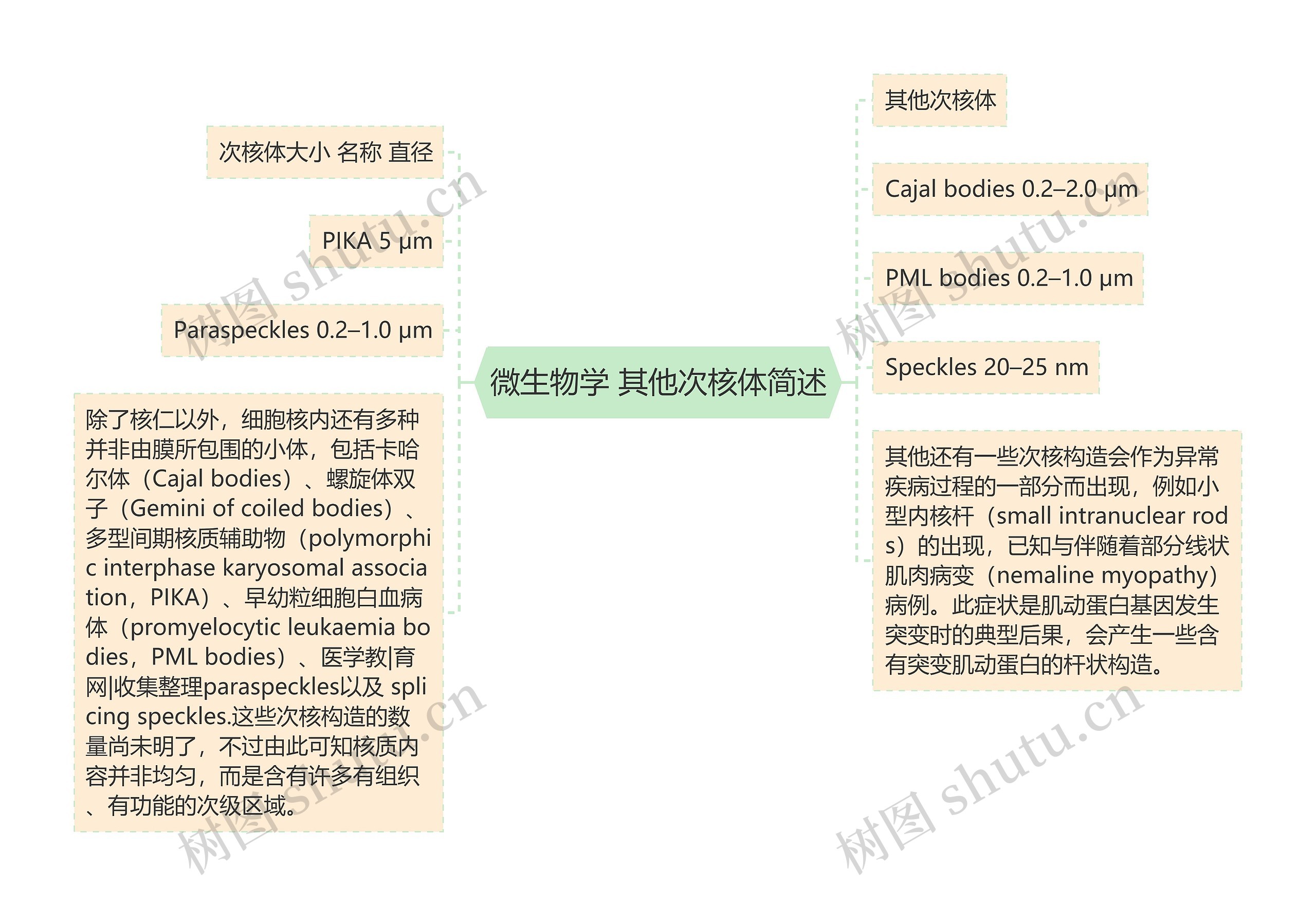 微生物学 其他次核体简述思维导图