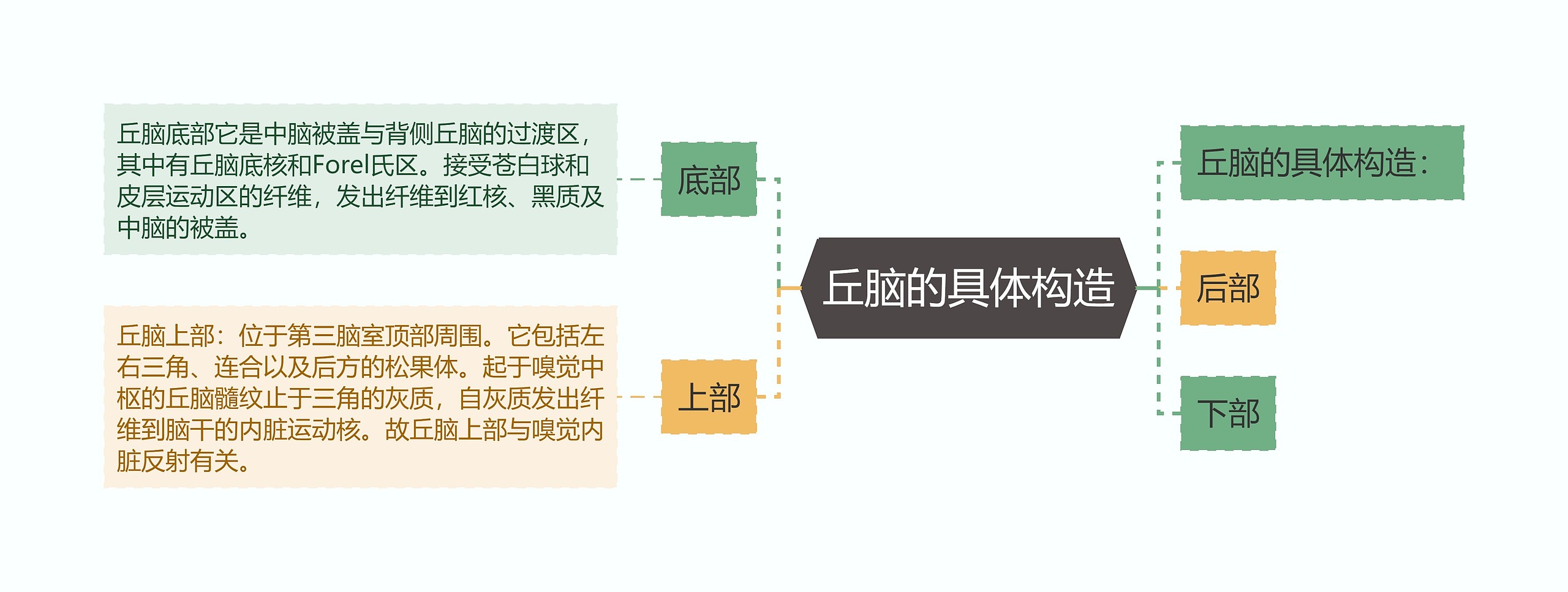 丘脑的具体构造思维导图