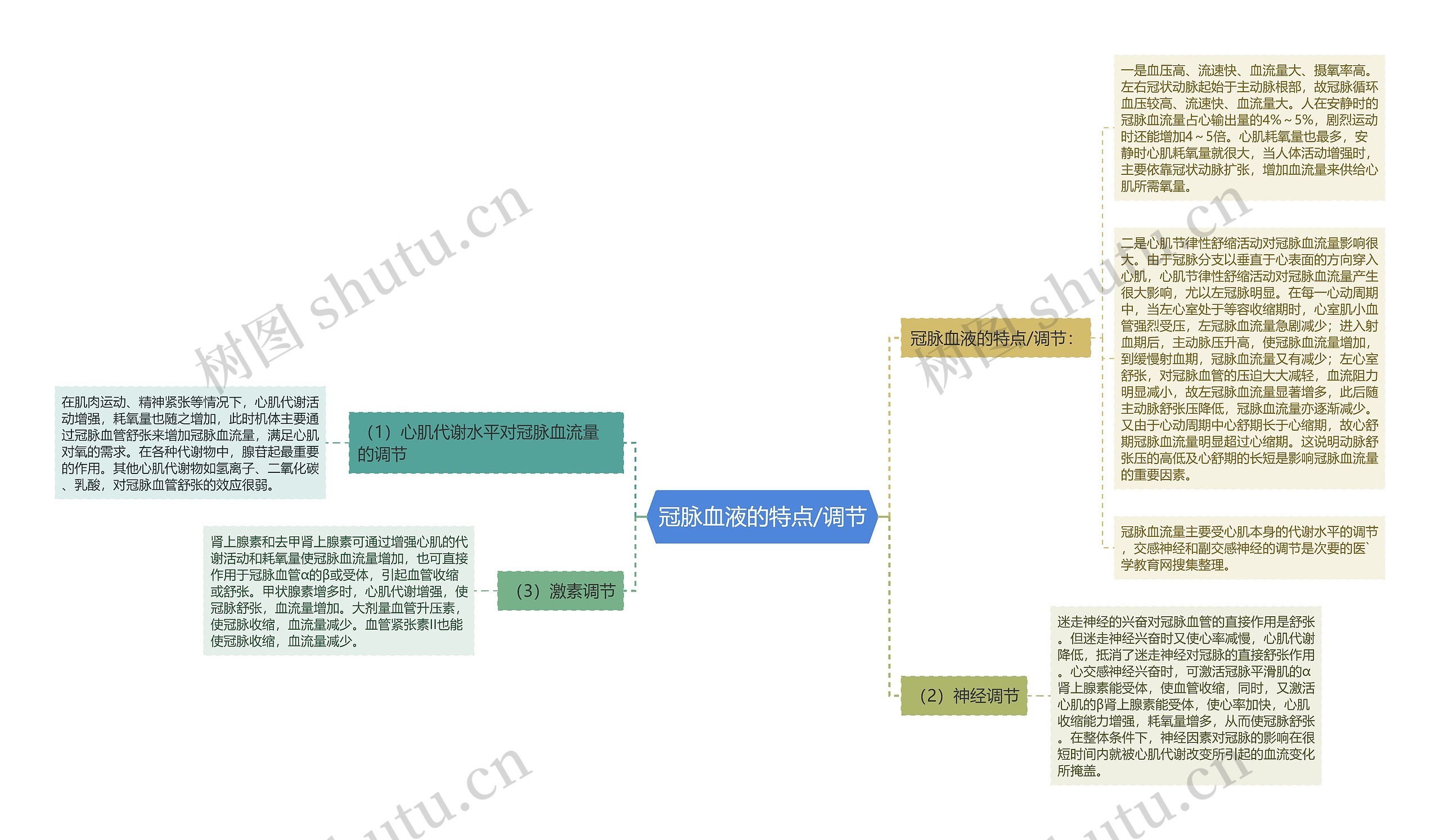 冠脉血液的特点/调节思维导图