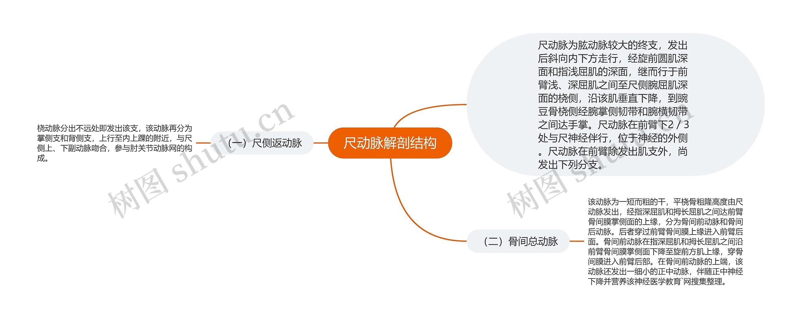 尺动脉解剖结构思维导图