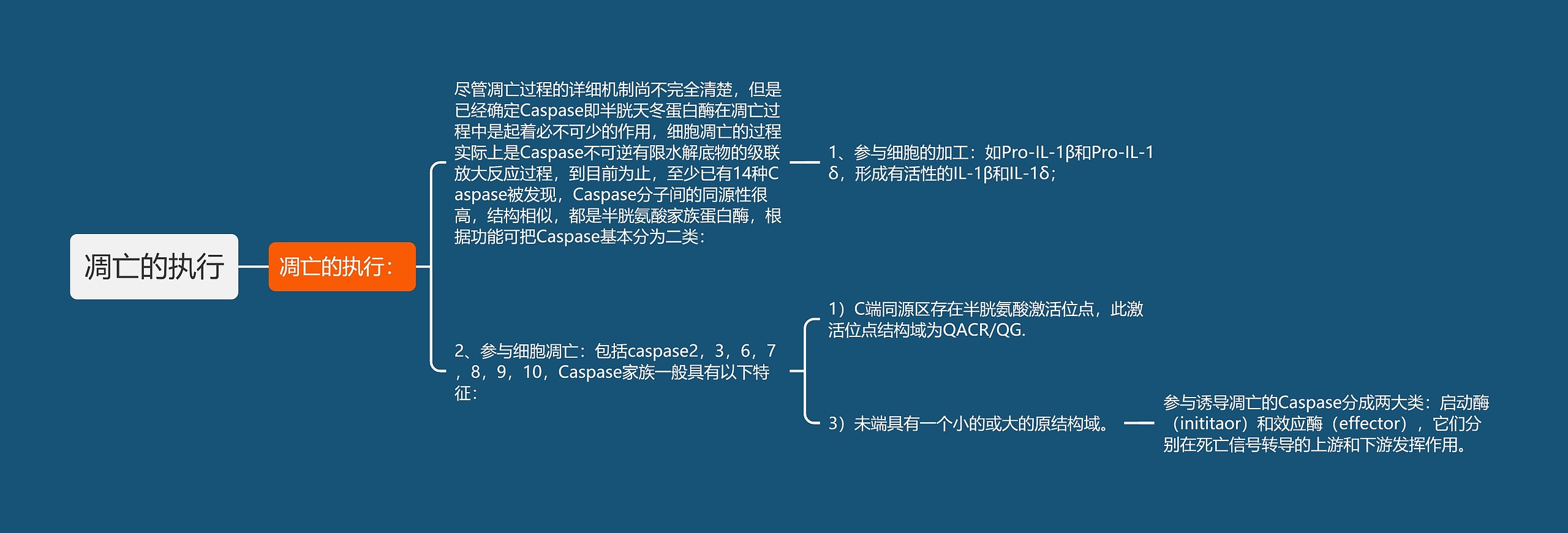凋亡的执行 凋亡的执行