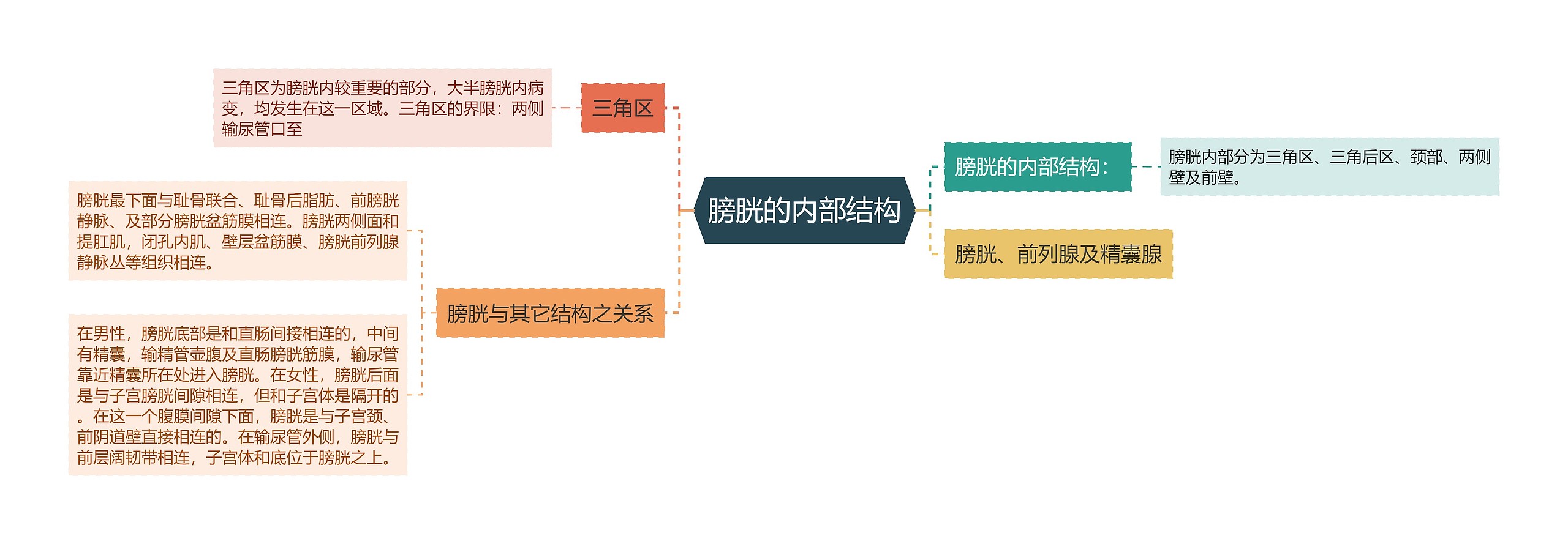 膀胱的内部结构思维导图