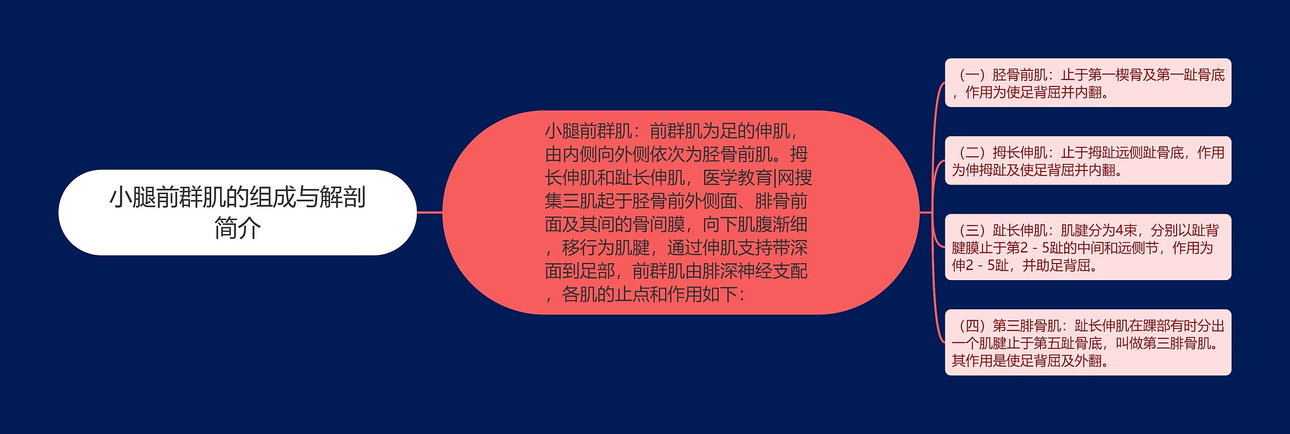 小腿前群肌的组成与解剖简介 小腿前群肌的组成与解剖简介