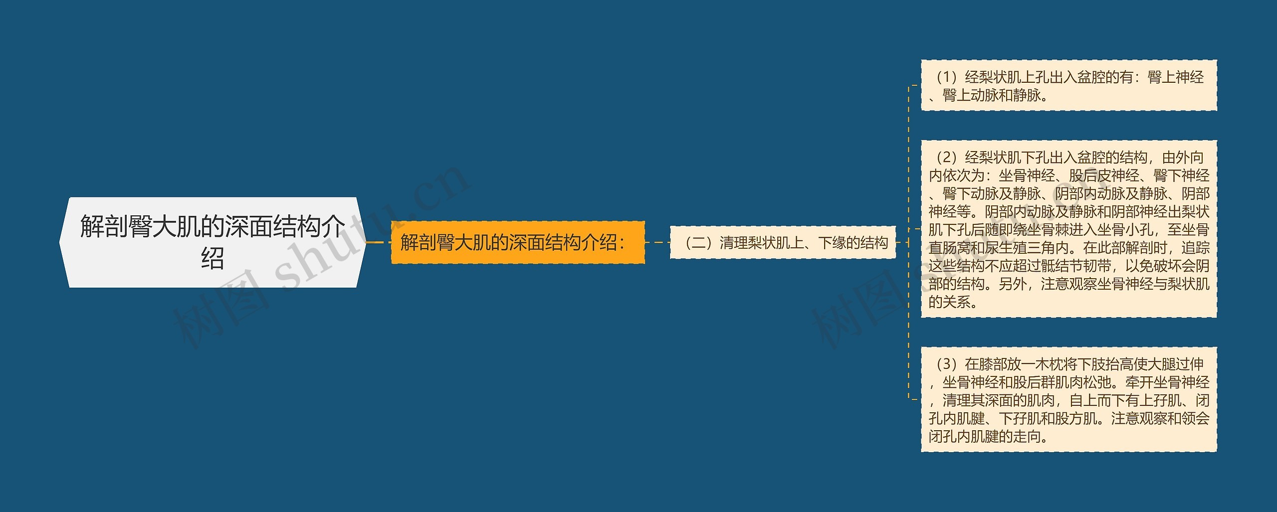 解剖臀大肌的深面结构介绍