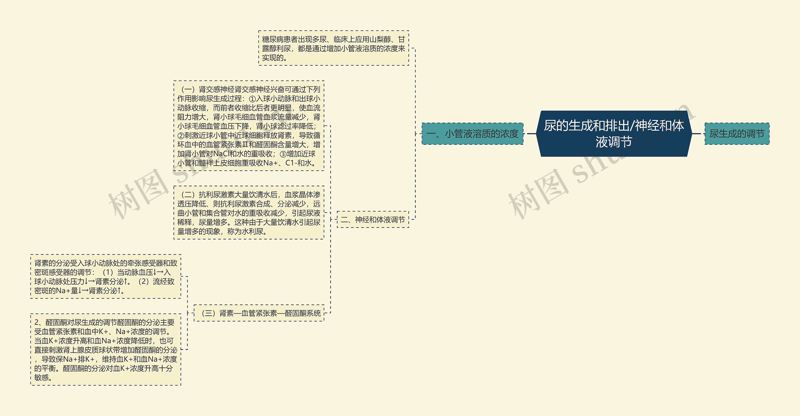 尿的生成和排出/神经和体液调节