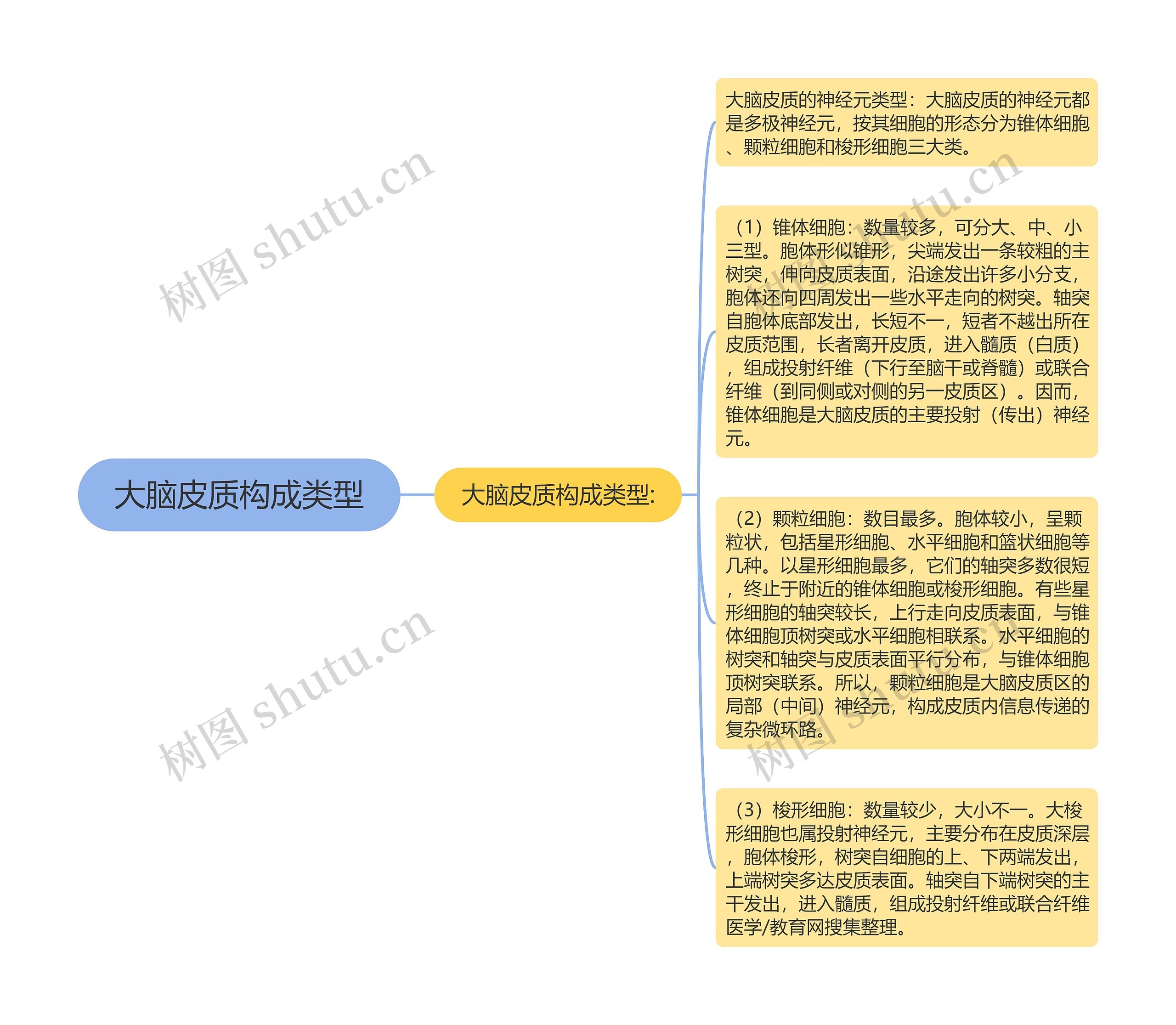 大脑皮质构成类型思维导图