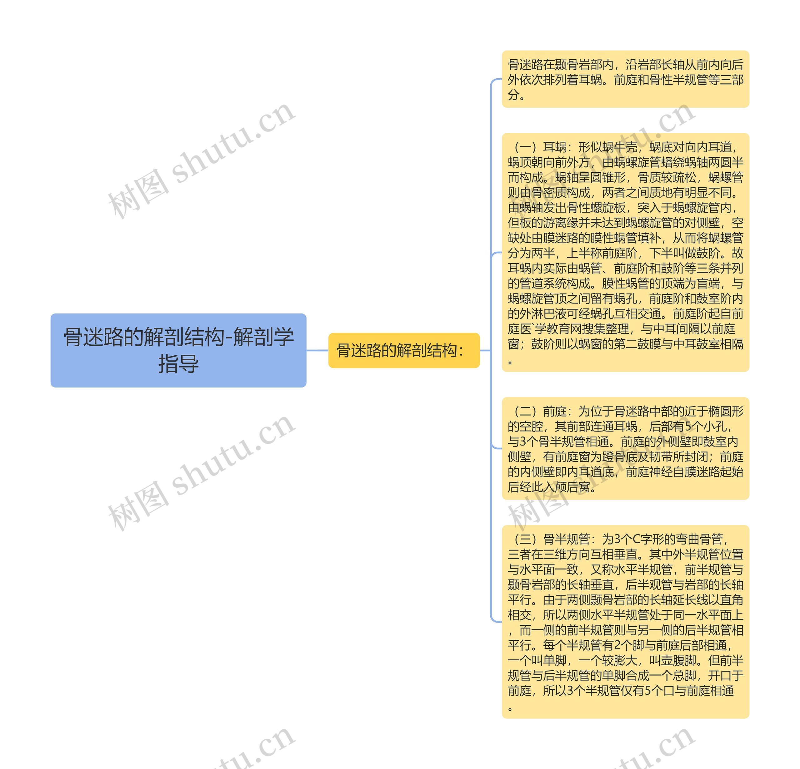 骨迷路的解剖结构-解剖学指导